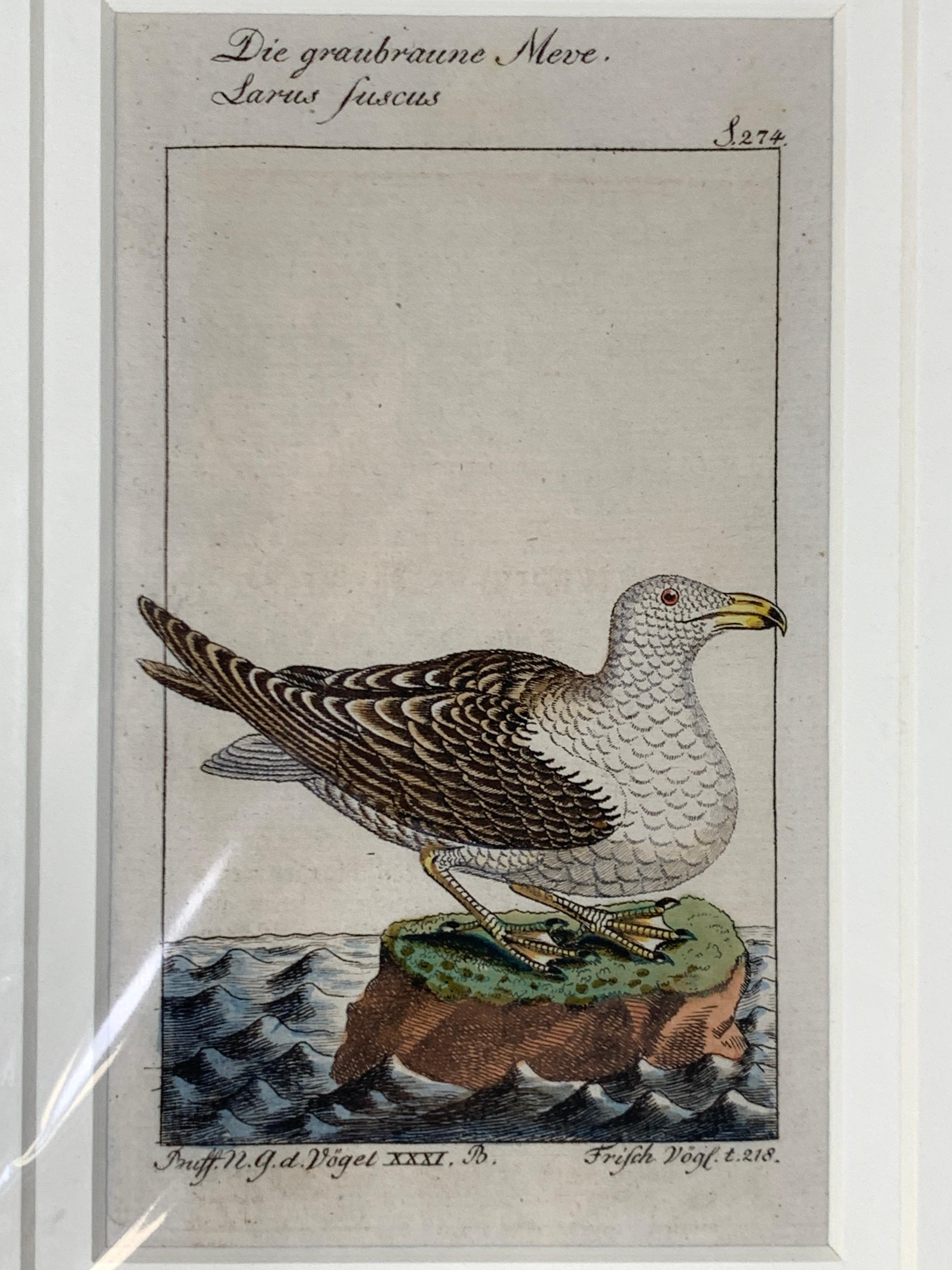Gravures d'oiseaux colorées à la main - Ornements ornithologiques français Martinet-Buffon vers 1790 Excellent état à Katonah, NY