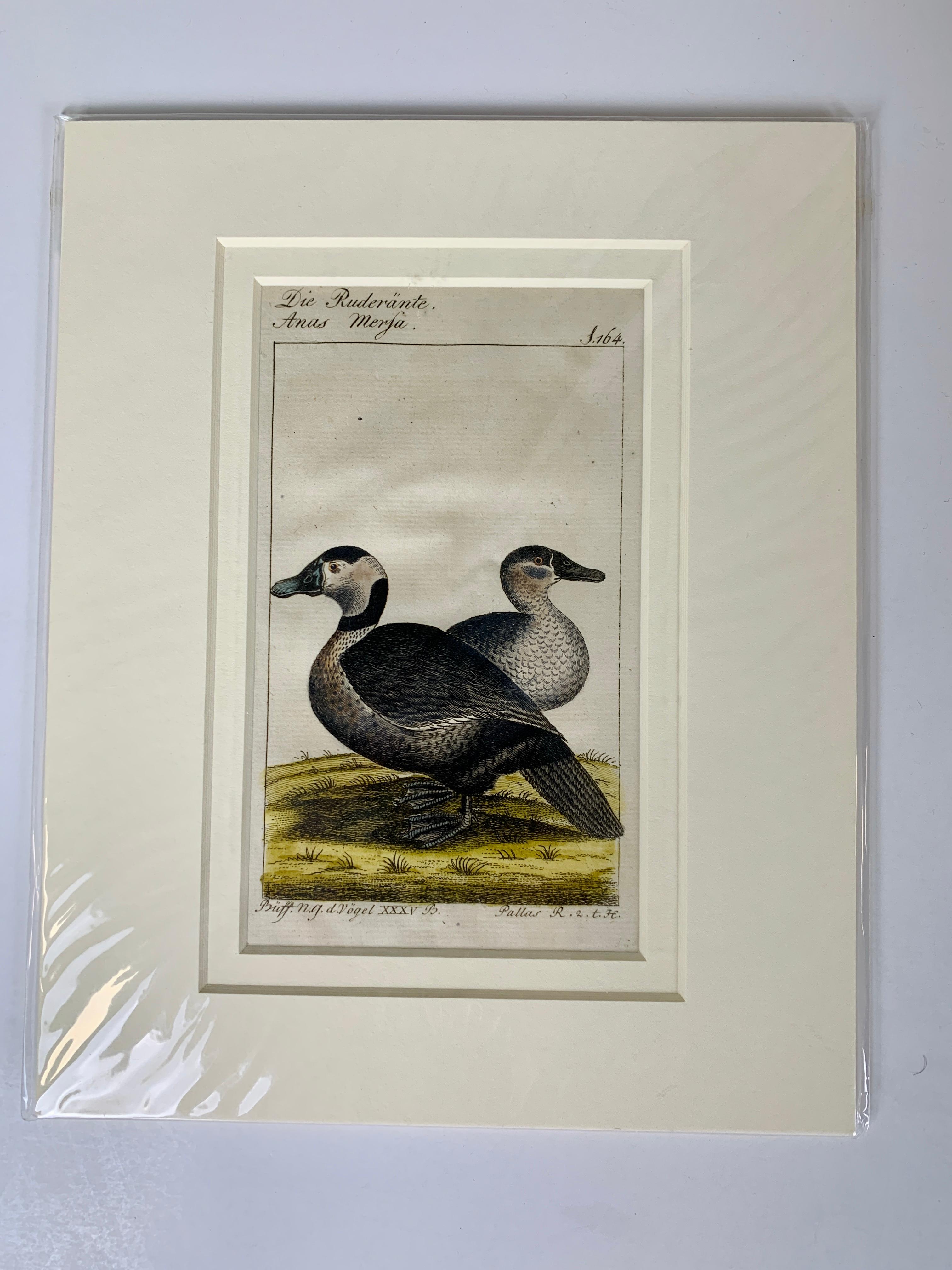 Gravures d'oiseaux françaises colorées à la main 18e siècle par Francois-Nicolas Martinet Excellent état à Katonah, NY