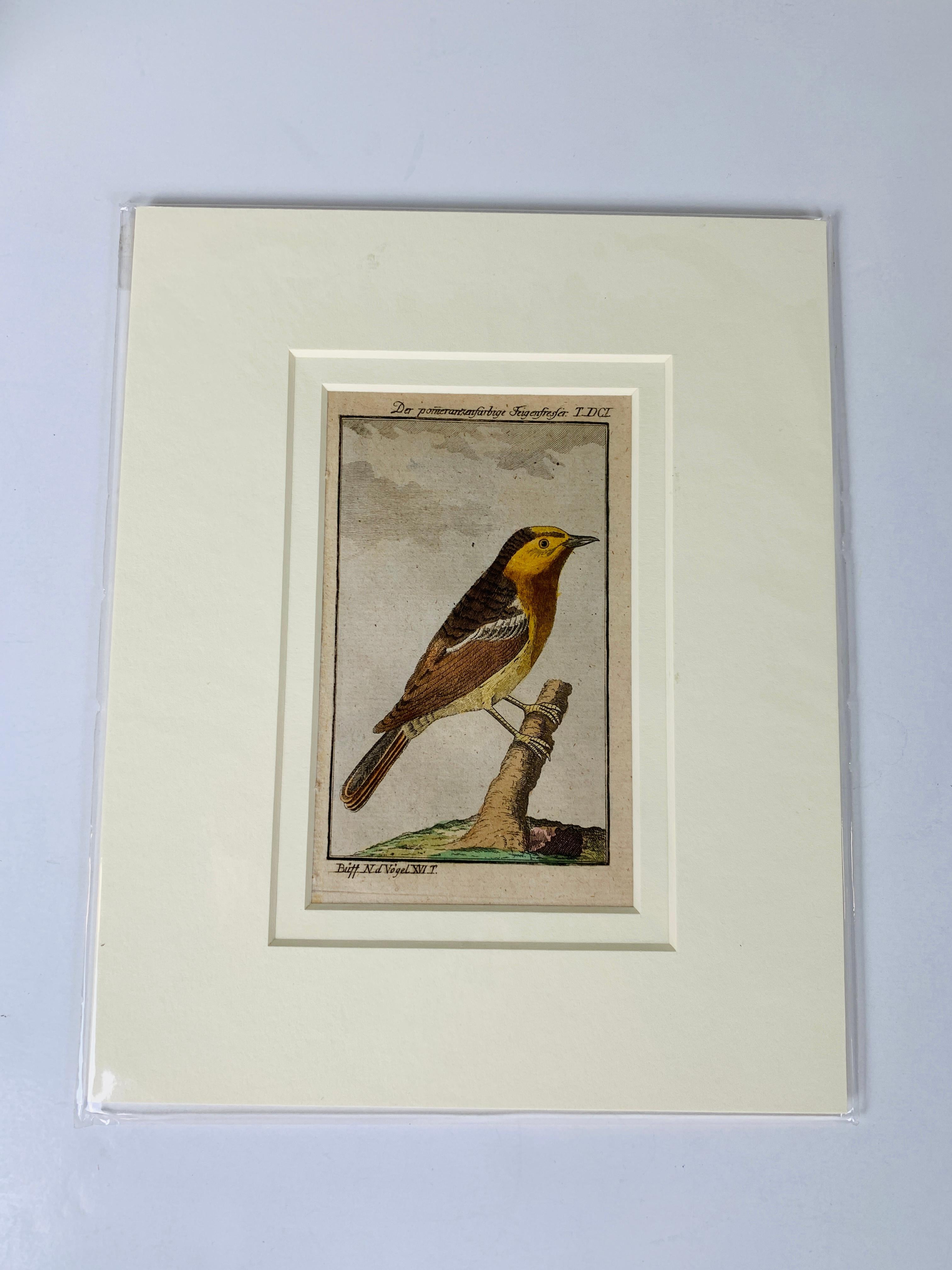 Engraved Hand-Colored Bird Engravings French 18th Century by Francois-Nicolas Martinet