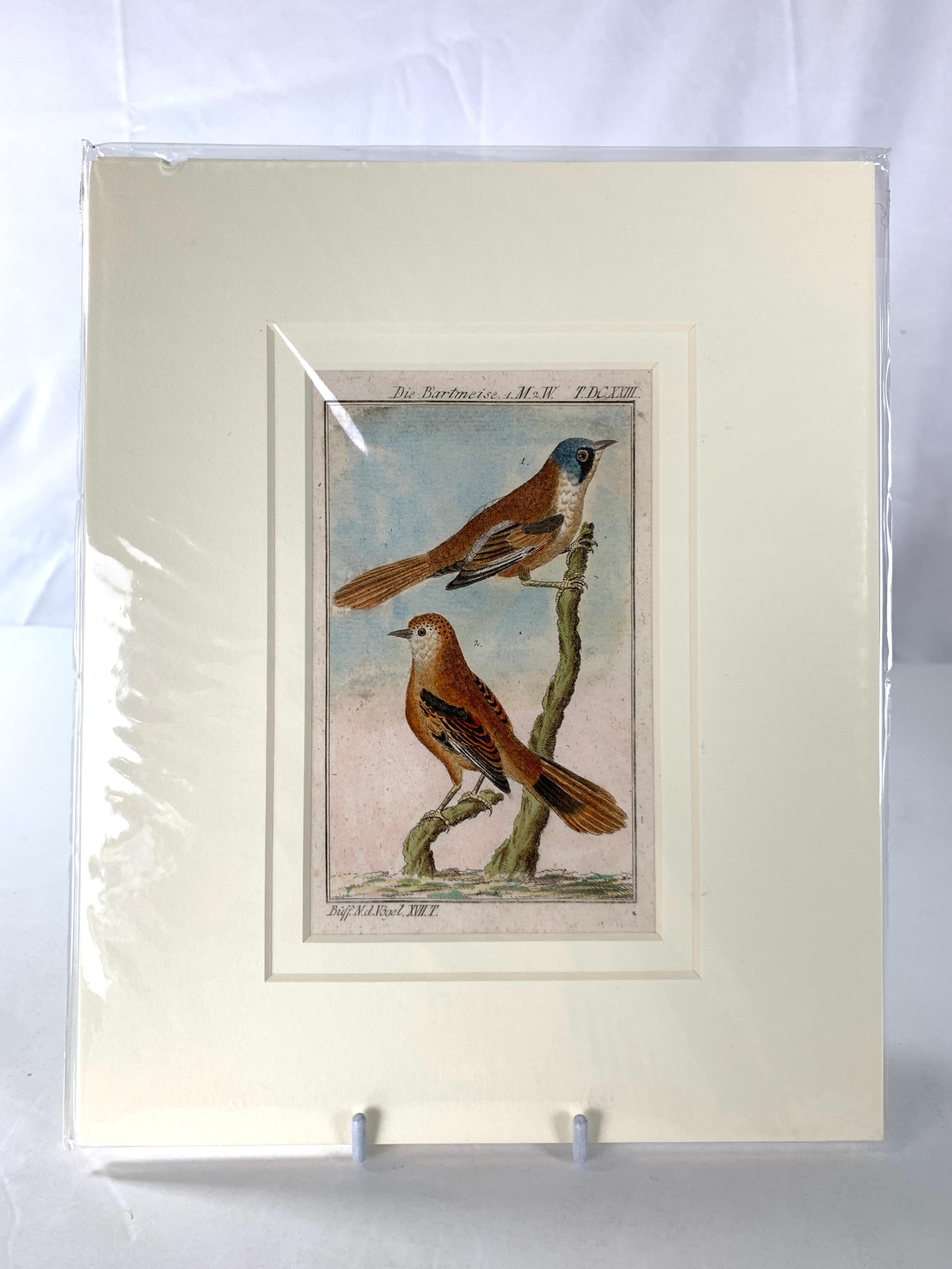 XVIIIe siècle Gravures d'oiseaux colorées à la main - Ornements ornithologiques français Martinet-Buffon vers 1790