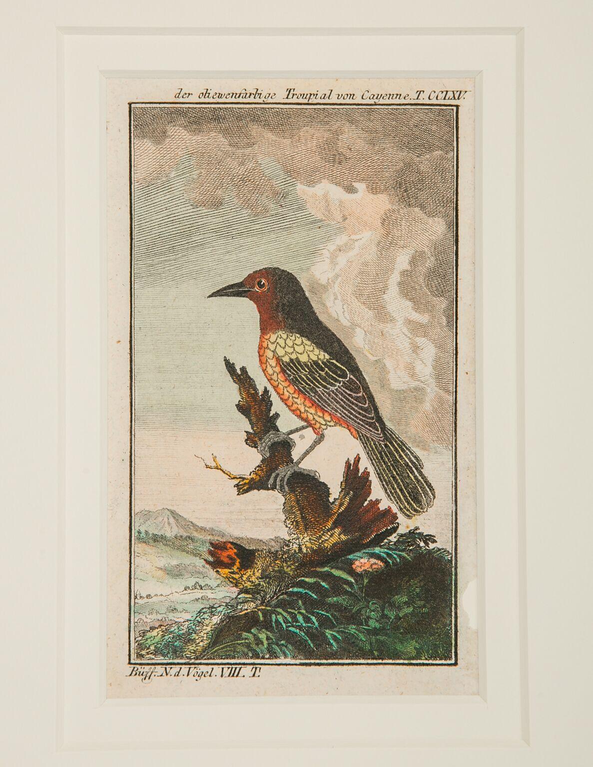 Hand-Colored Bird Engravings French 18th Century by Francois-Nicolas Martinet 2