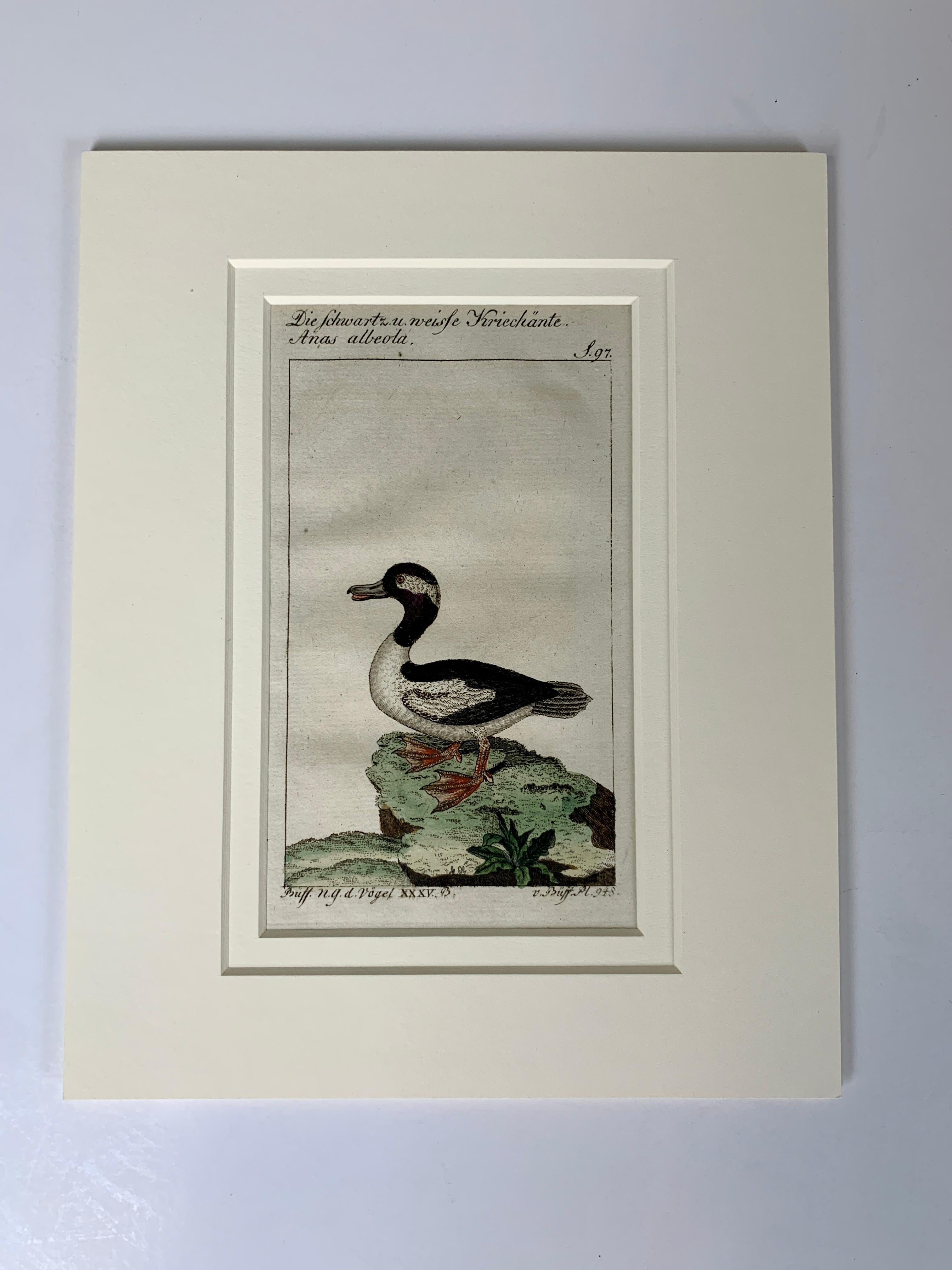 Papier Gravures d'oiseaux françaises colorées à la main 18e siècle par Francois-Nicolas Martinet