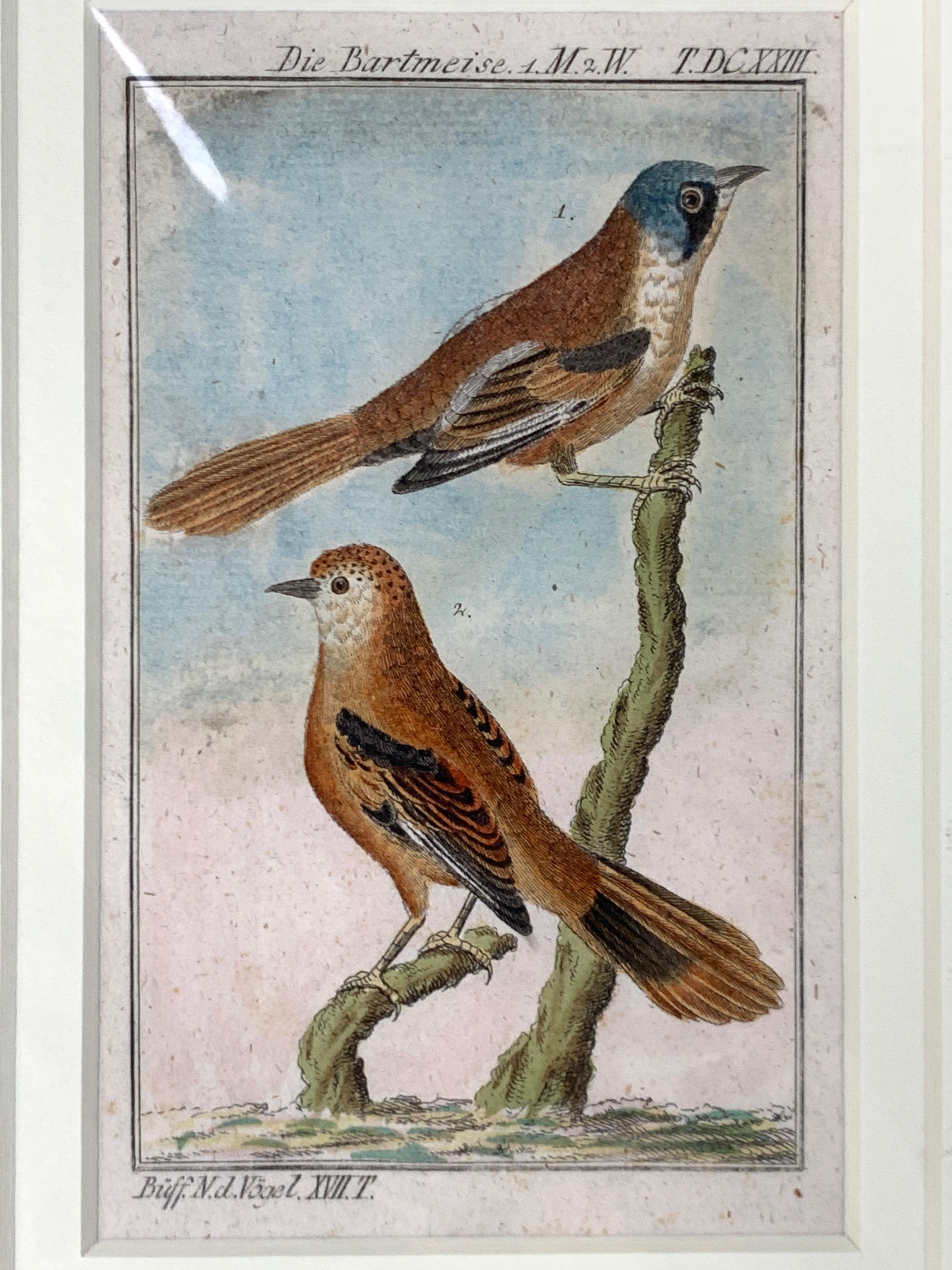 Hand-Colored Bird Engravings French Martinet-Buffon Ornithological Circa 1790 In Excellent Condition In Katonah, NY