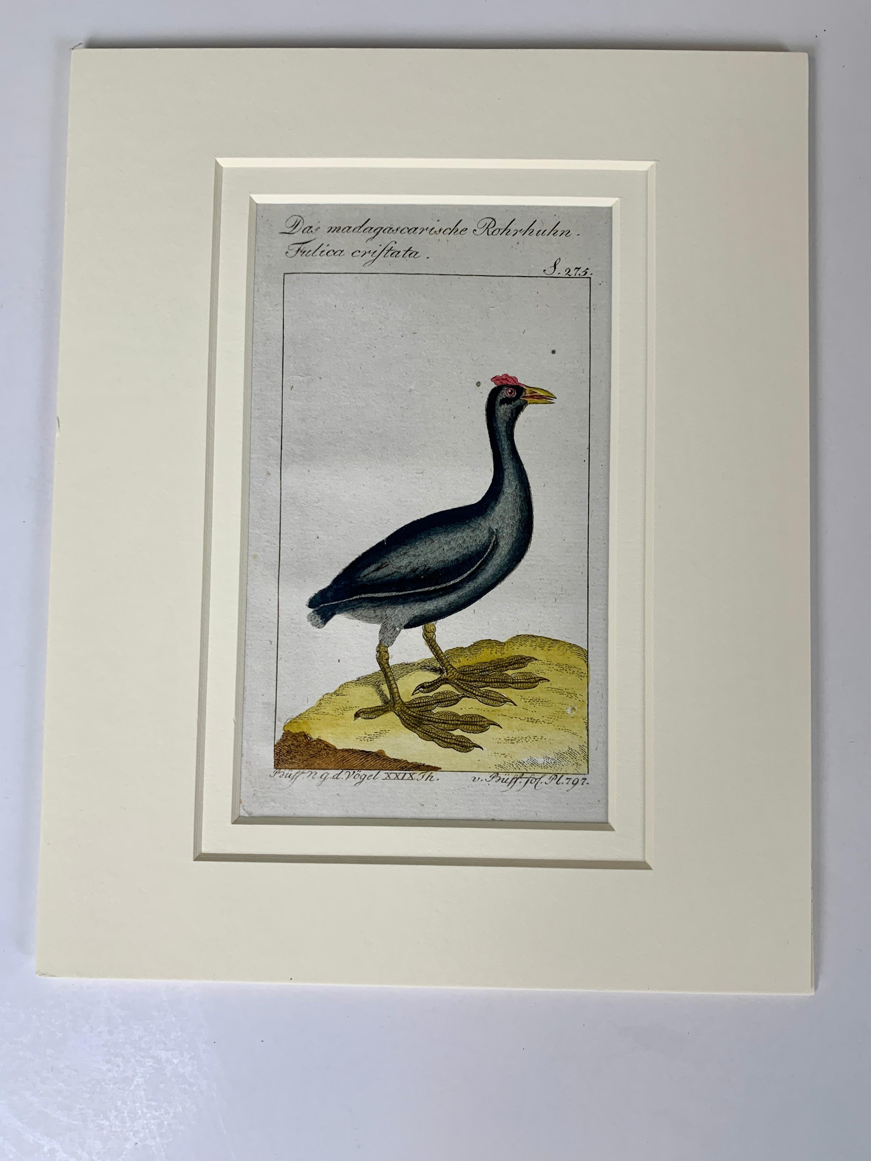 Paper Hand-Colored Bird Engravings French 18th Century by Francois-Nicolas Martinet