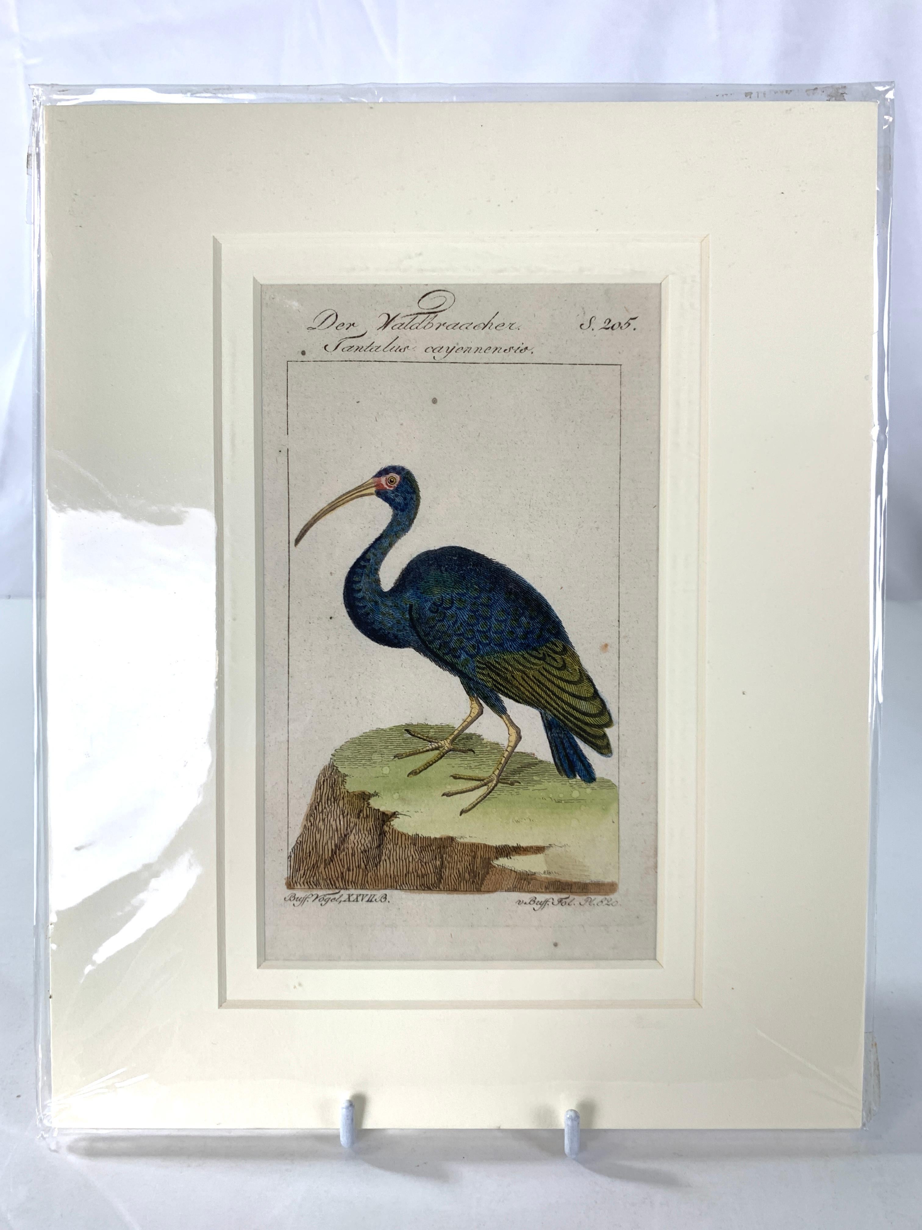 Gravures d'oiseaux colorées à la main - Ornements ornithologiques français Martinet-Buffon vers 1790 1