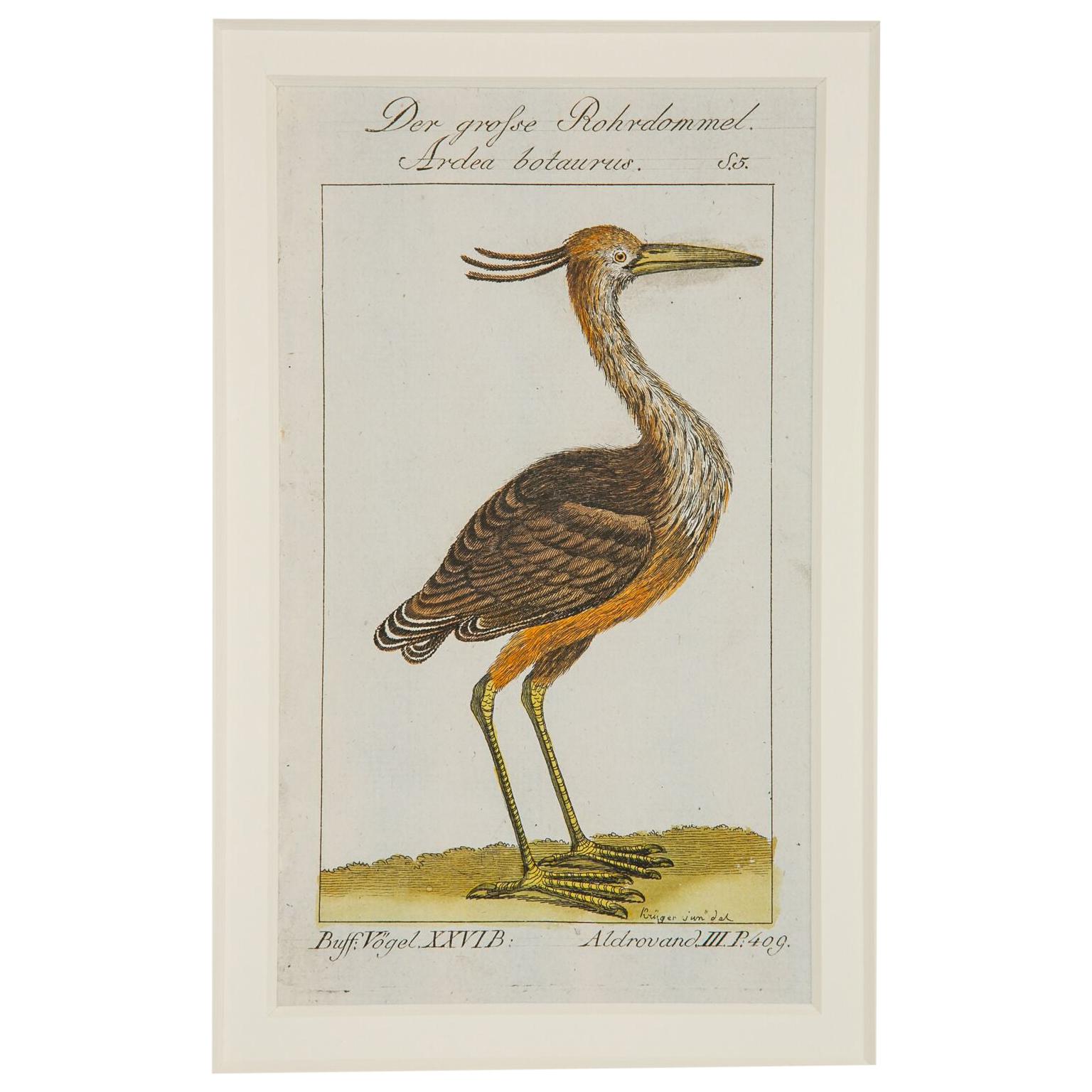 Hand-Colored Bird Engravings French 18th Century by Francois-Nicolas Martinet