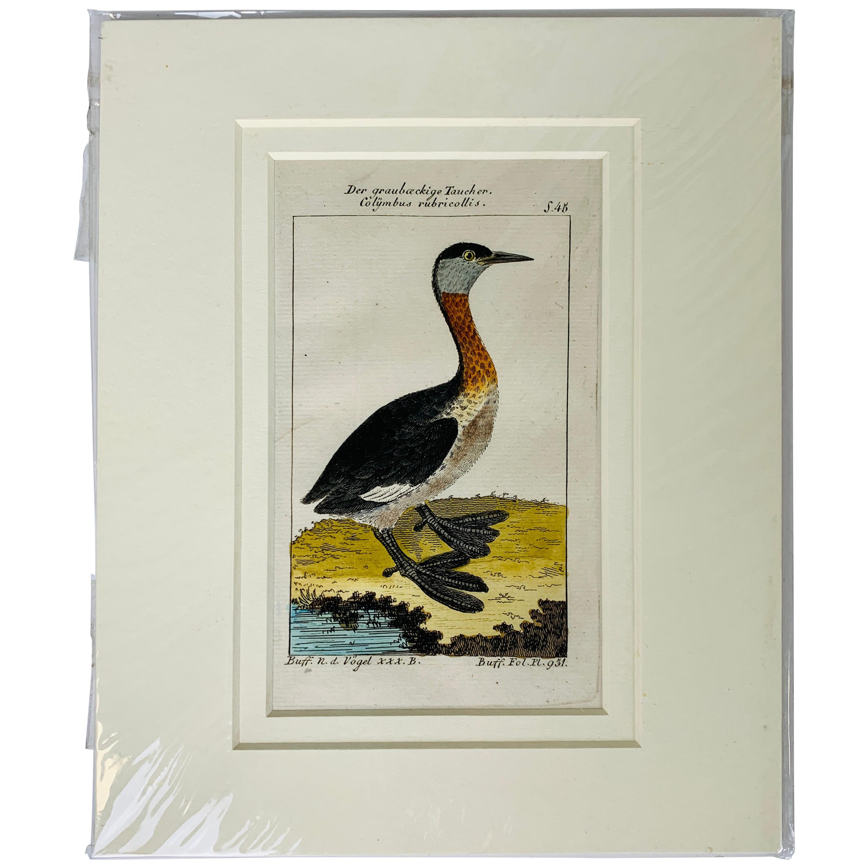 Gravures d'oiseaux françaises colorées à la main 18e siècle par Francois-Nicolas Martinet