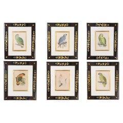 Gravures d'oiseaux ou de perroquets colorées à la main