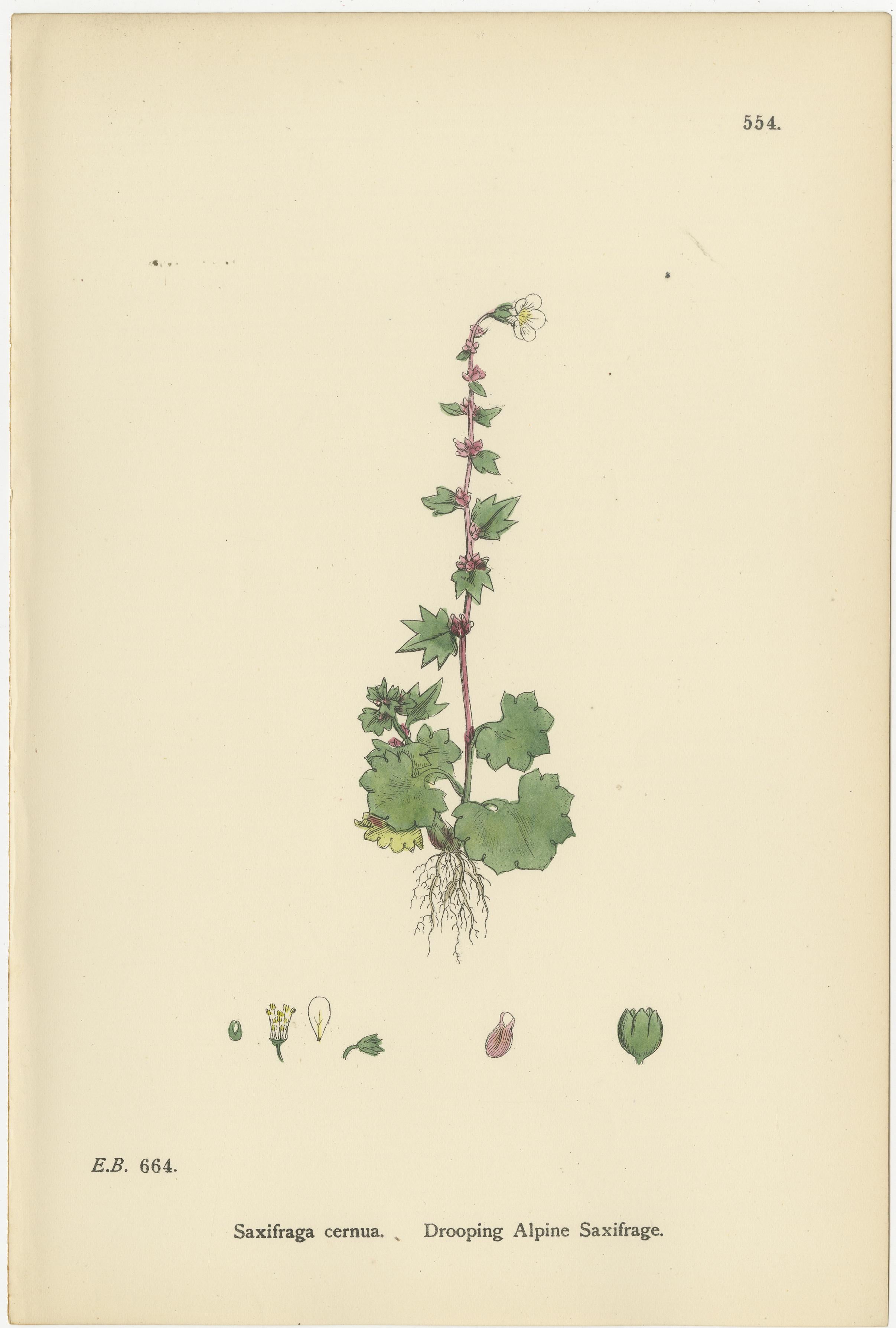 Hand-Colored Botanical Engravings of Alpine and Meadow Saxifrages, 1902