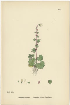 Hand-Colored Botanical Engravings of Alpine and Meadow Saxifrages, 1902