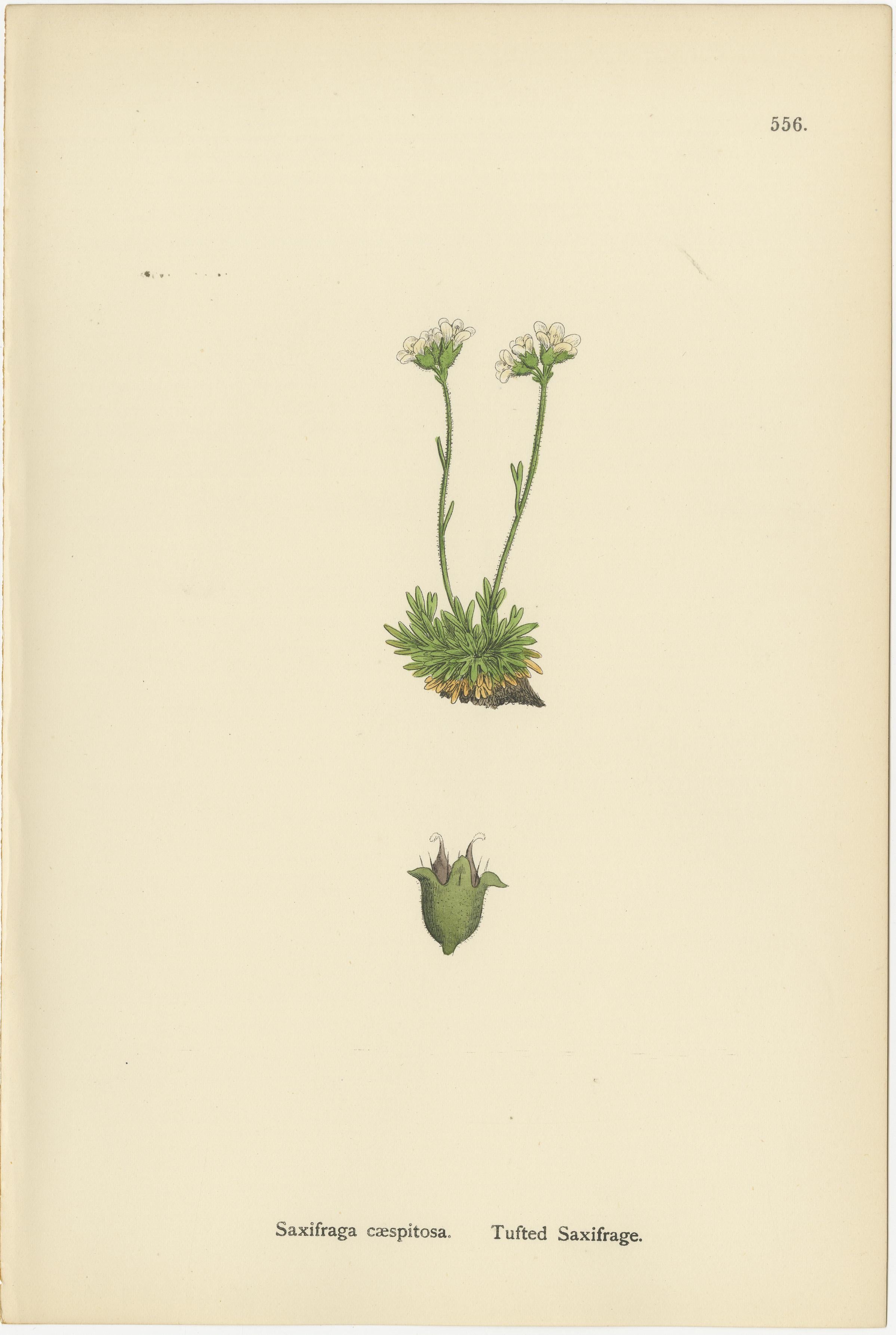 Hand-Colored Botanical Engravings of Alpine and Meadow Saxifrages, 1902