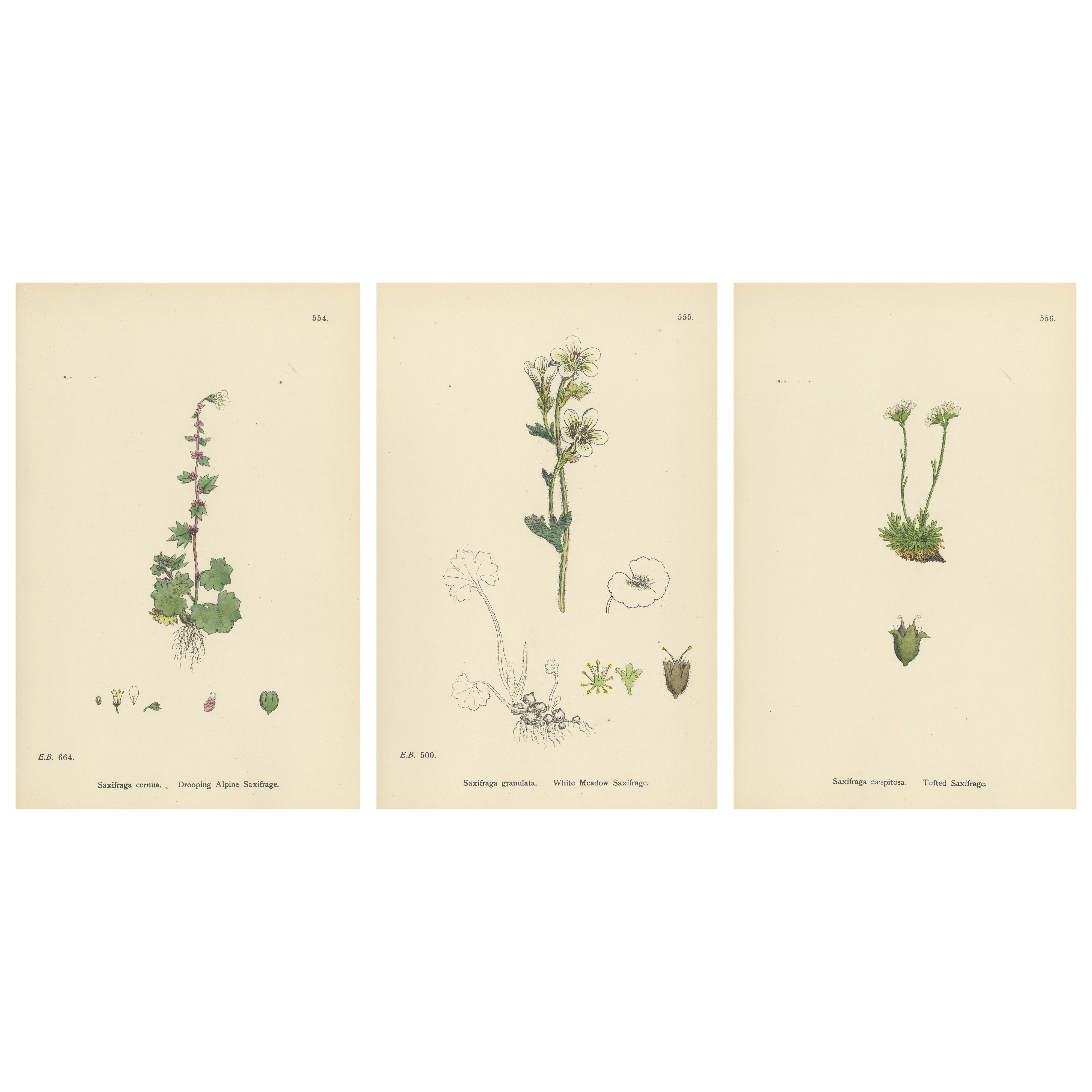 Handkolorierte botanische Stiche von Alpen- und Wiesensaxifrauen, 1902
