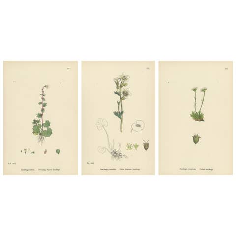 Hand-Colored Botanical Engravings of Alpine and Meadow Saxifrages, 1902
