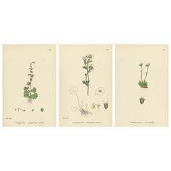 Hand-Colored Botanical Engravings of Alpine and Meadow Saxifrages, 1902