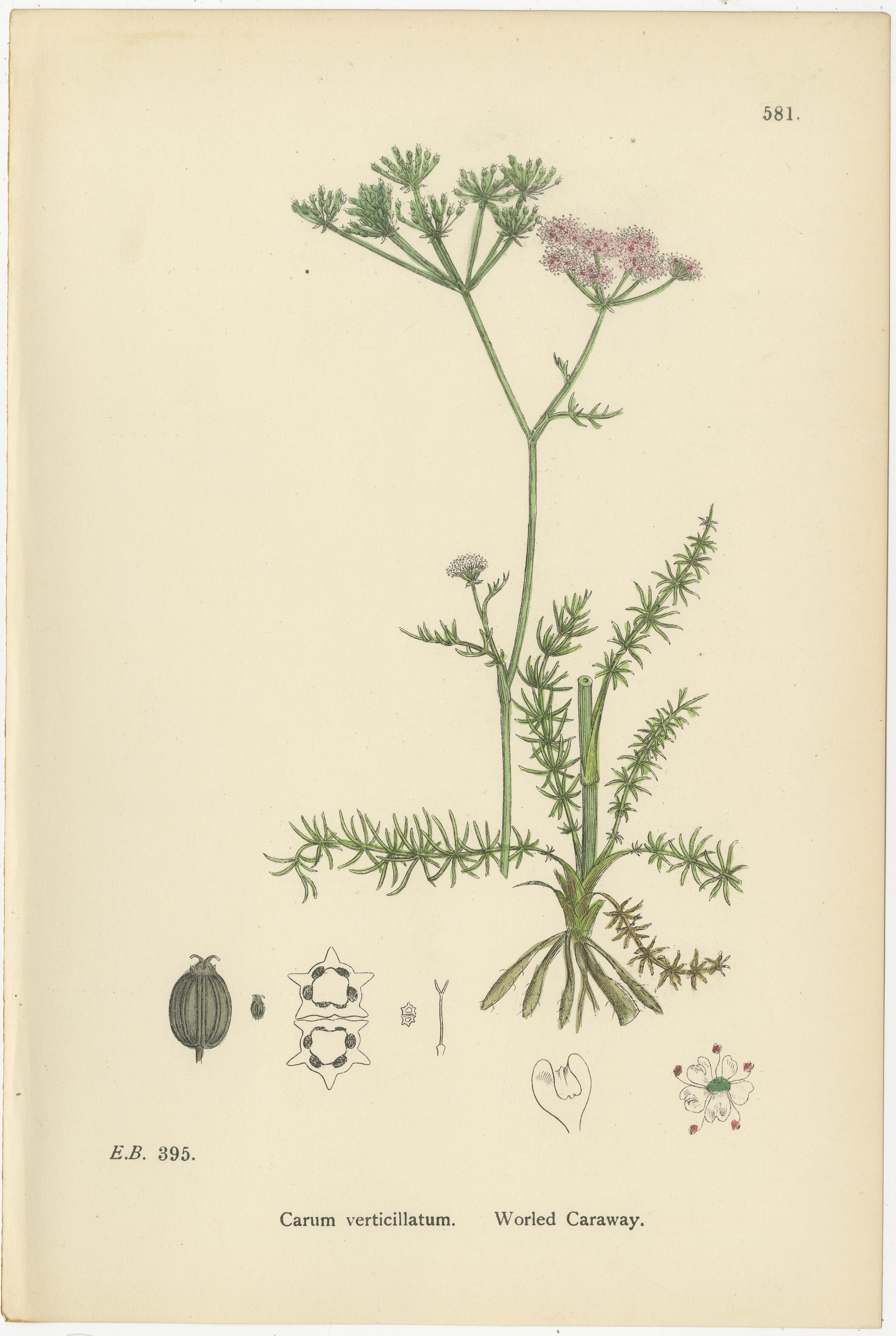Handkolorierte botanische Stiche von Kümmel- und Erdnuss-Arten, 1902

Dieses anmutige Trio handkolorierter botanischer Stiche aus dem Jahr 1902 präsentiert drei elegante Mitglieder der Familie der Apiaceae - Carum verticillatum (Kümmel), Carum Carui