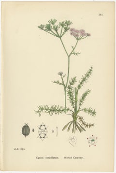 Hand-Colored Botanical Engravings of Caraway and Earth-Nut Species, 1902