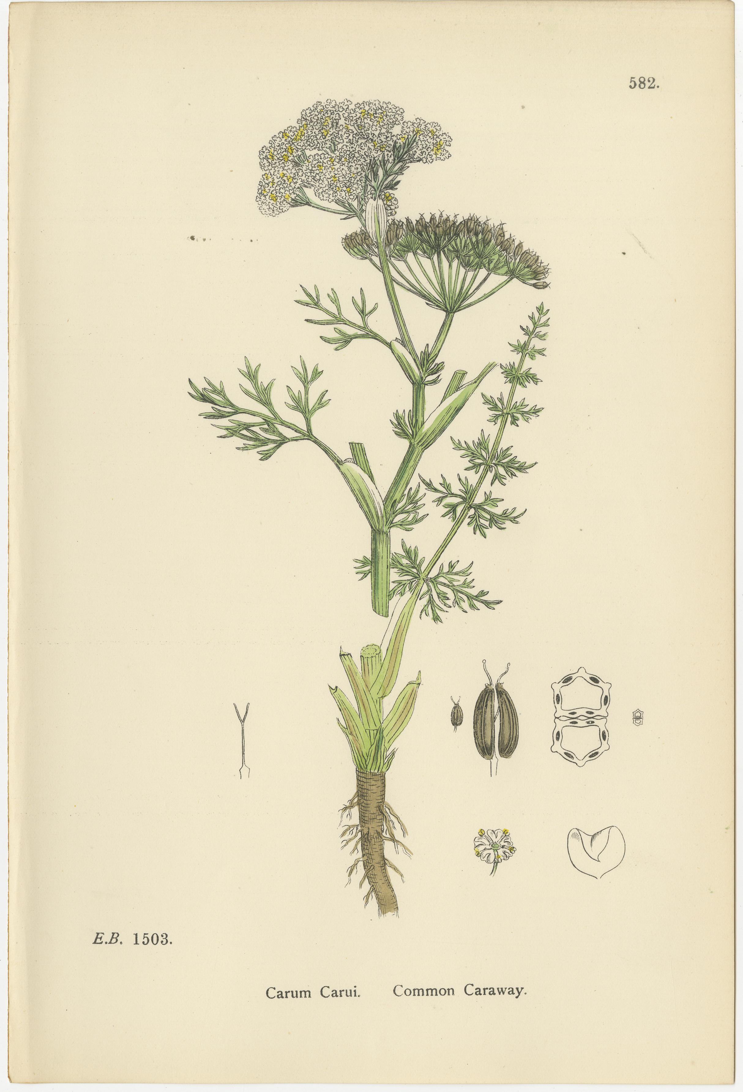 Handkolorierte botanische Stiche von Kümmel- und Erdnuss-Arten, 1902 (Britisch) im Angebot