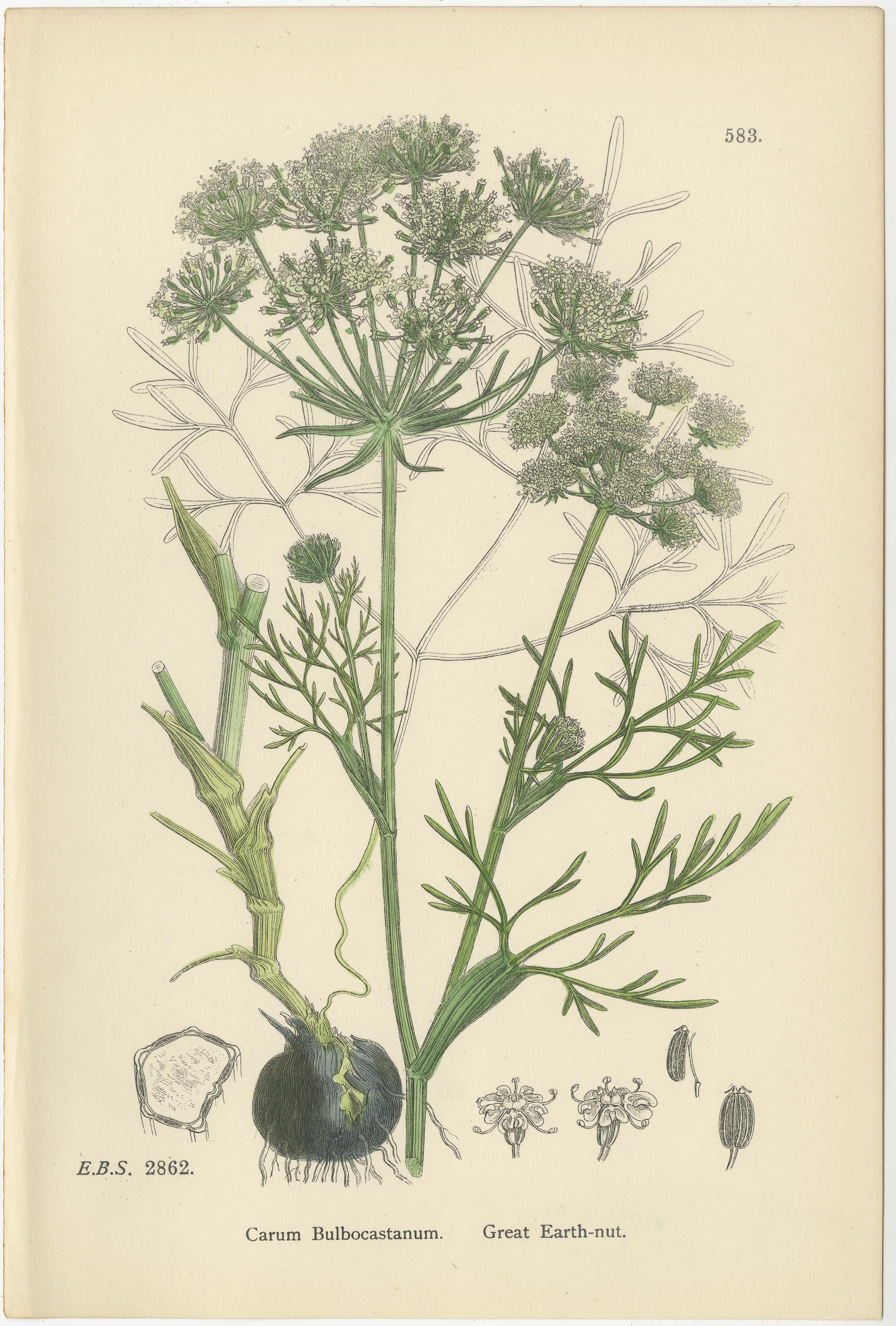 Handkolorierte botanische Stiche von Kümmel- und Erdnuss-Arten, 1902 im Zustand „Gut“ im Angebot in Langweer, NL