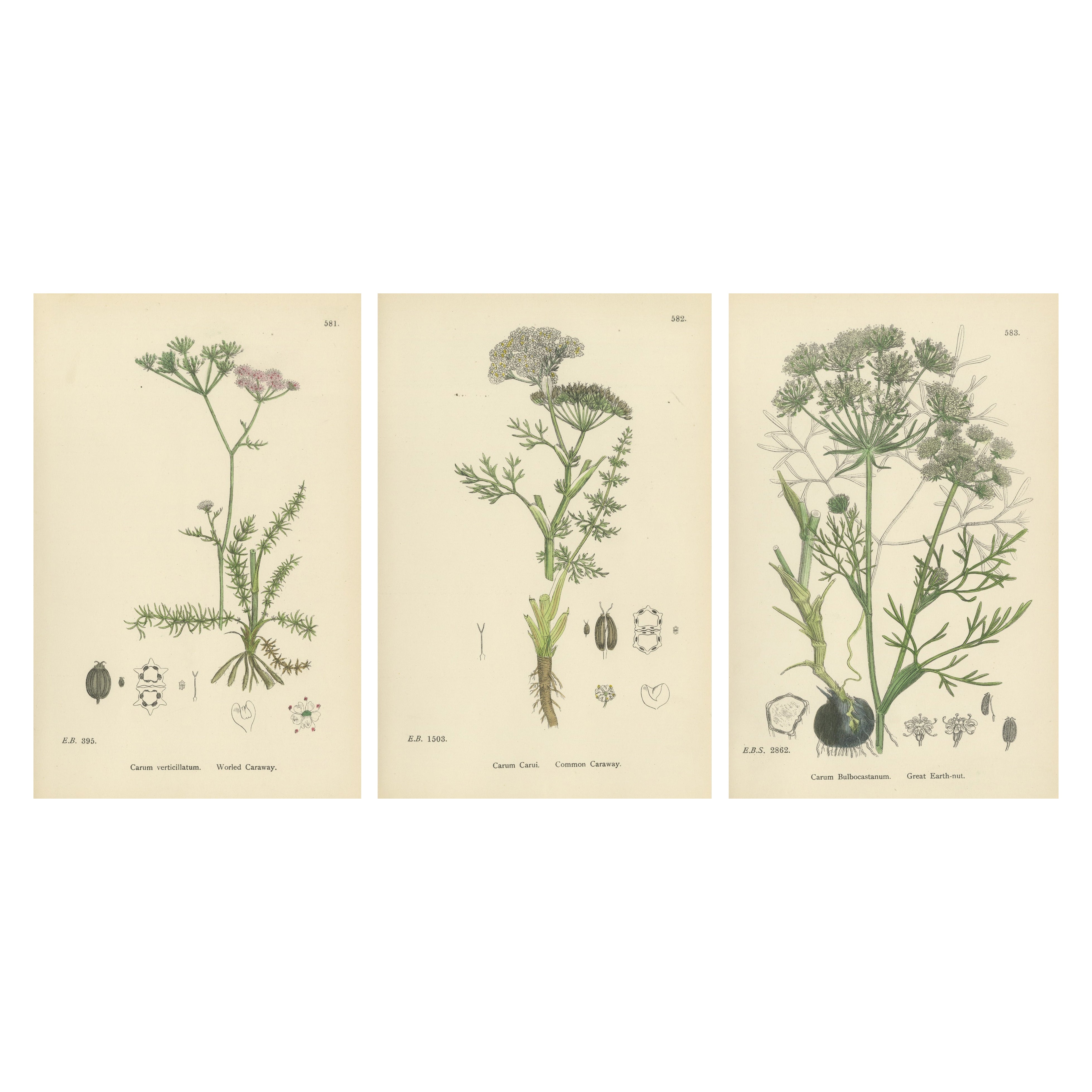 Hand-Colored Botanical Engravings of Caraway and Earth-Nut Species, 1902