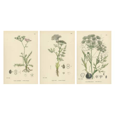 Hand-Colored Botanical Engravings of Caraway and Earth-Nut Species, 1902