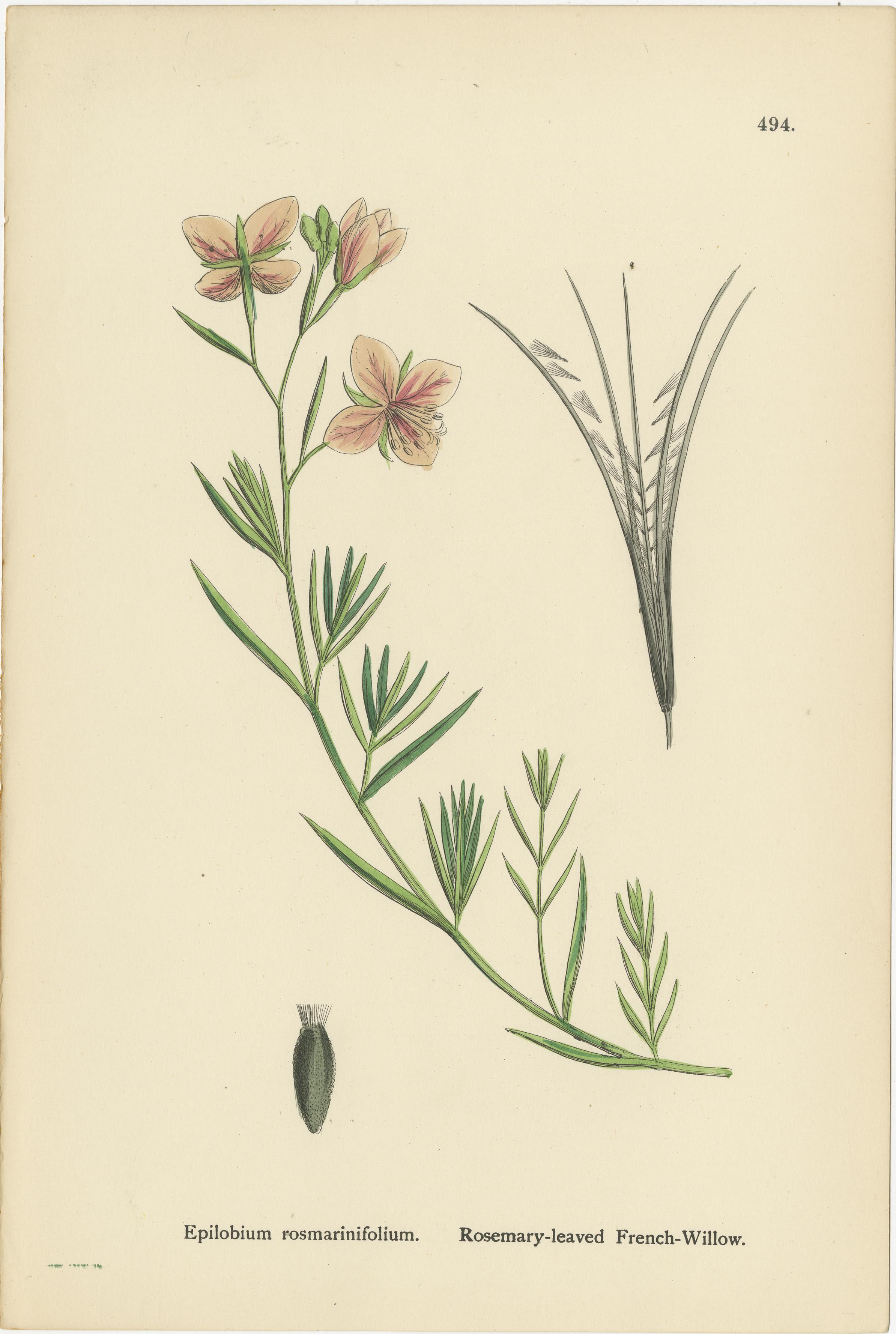 Titel: Handkolorierte botanische Stiche von französischen Weidenarten, 1902

Beschreibung:
Dieses anmutige botanische Set aus dem Jahr 1902 zeigt drei detaillierte Stiche der Familie der Weidenröschen (Epilobium), alle handkoloriert in zarten Rosa-