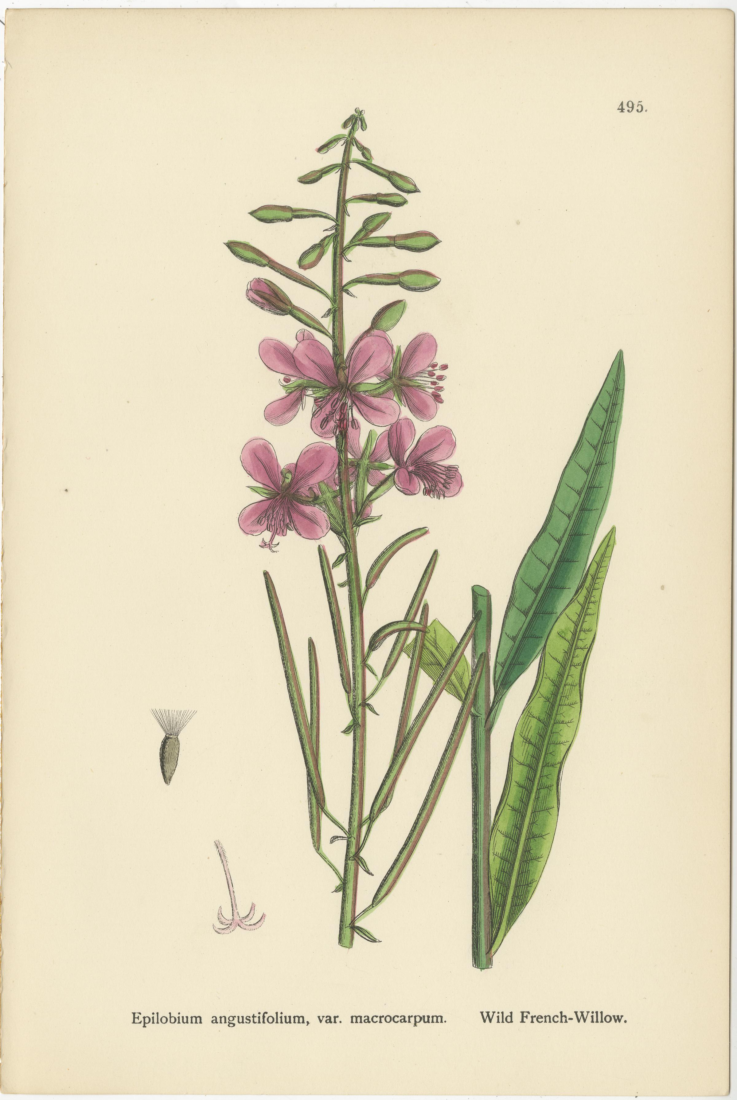 Handkolorierte botanische Stiche von französischen Weidenarten, 1902 (Britisch) im Angebot