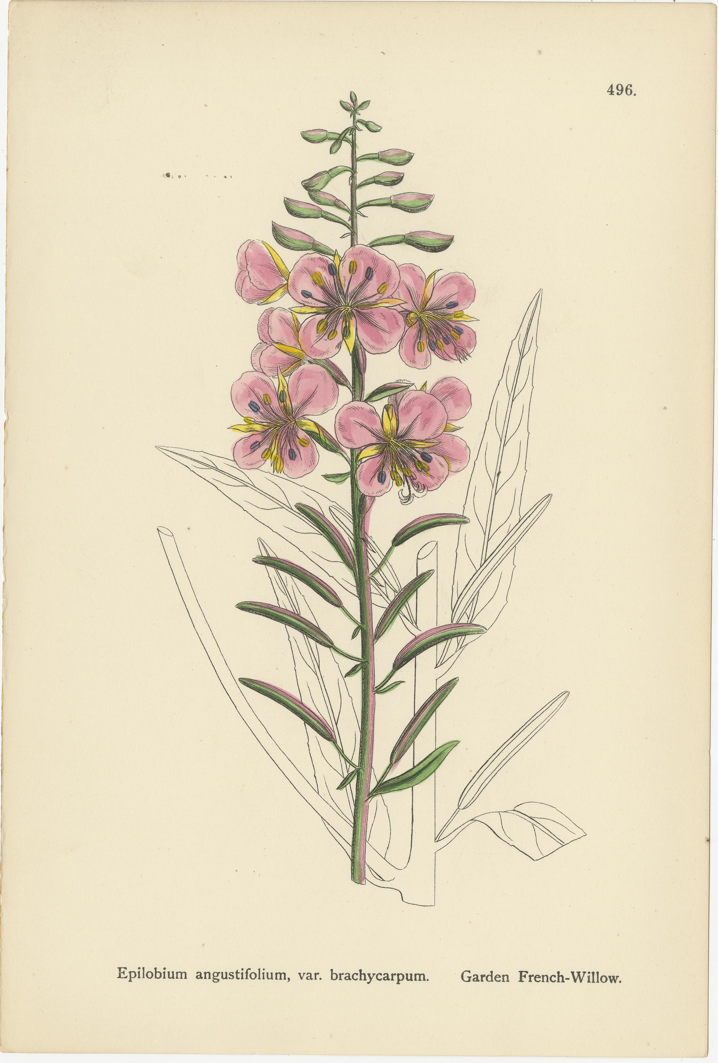 Handkolorierte botanische Stiche von französischen Weidenarten, 1902 im Zustand „Gut“ im Angebot in Langweer, NL