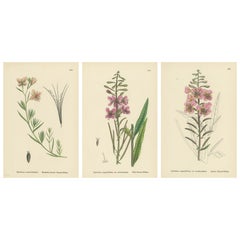 Hand-Colored Botanical Engravings of French-Willow Species, 1902