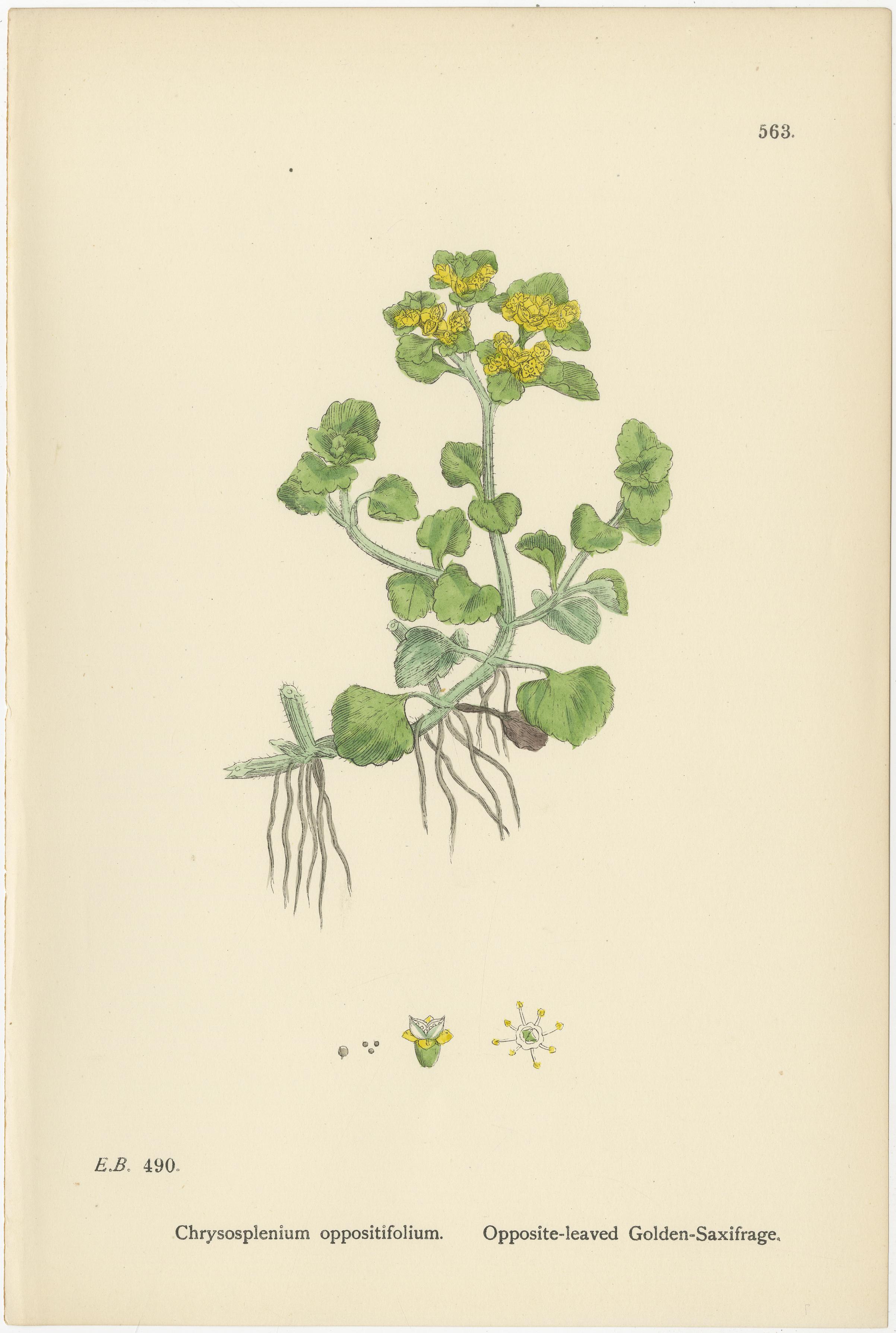 Handkolorierte botanische Stiche von Goldenem Steinbrech und Leinkraut, 1902

Dieses raffinierte Trio von handkolorierten botanischen Stichen aus dem Jahr 1902 zeigt Chrysosplenium oppositifolium (Gegenblättriger Steinbrech), Chrysosplenium
