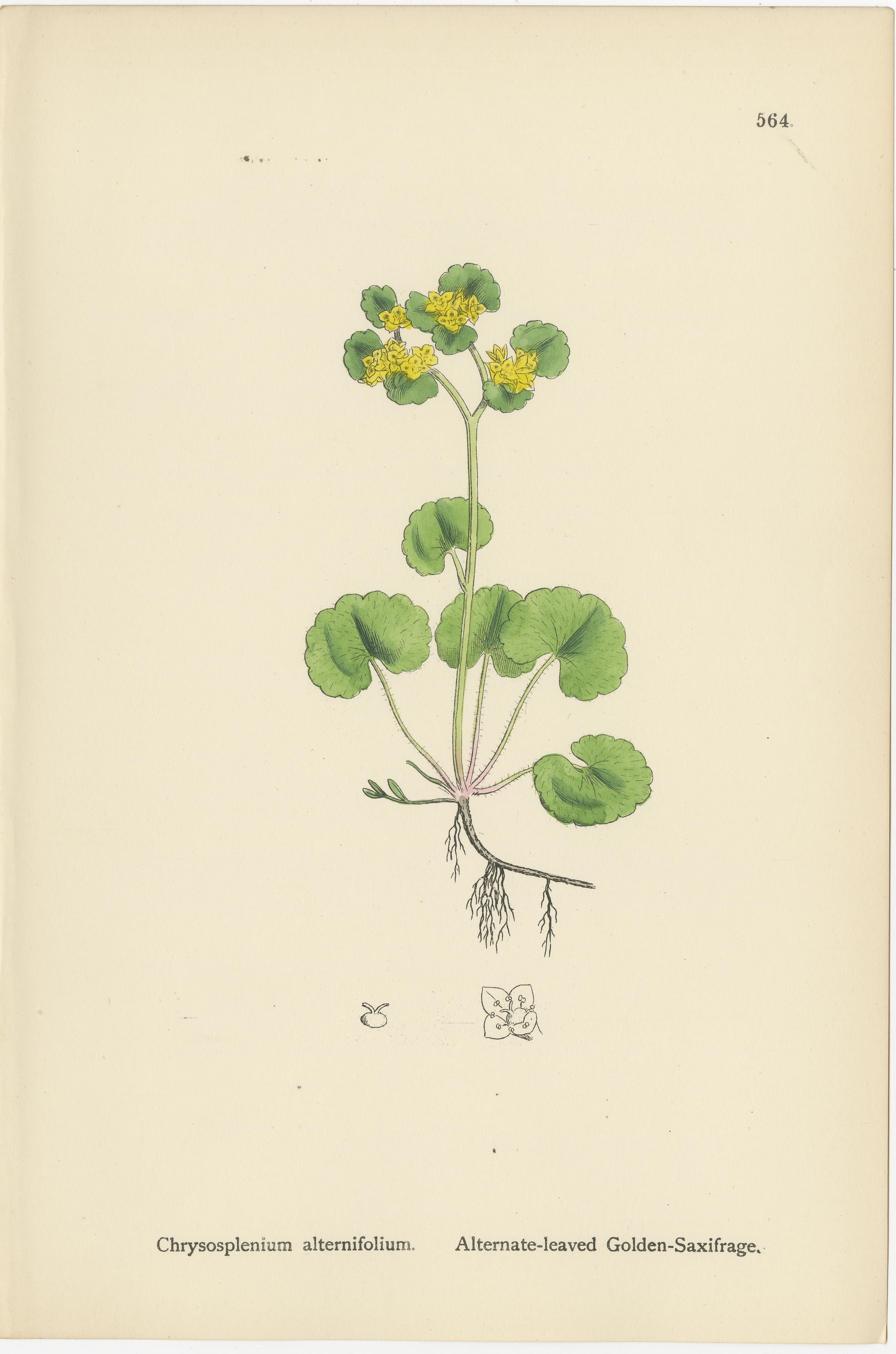 Handkolorierte botanische Stiche von Goldenem Steinbrech und Paranussgras, 1902 (Britisch) im Angebot