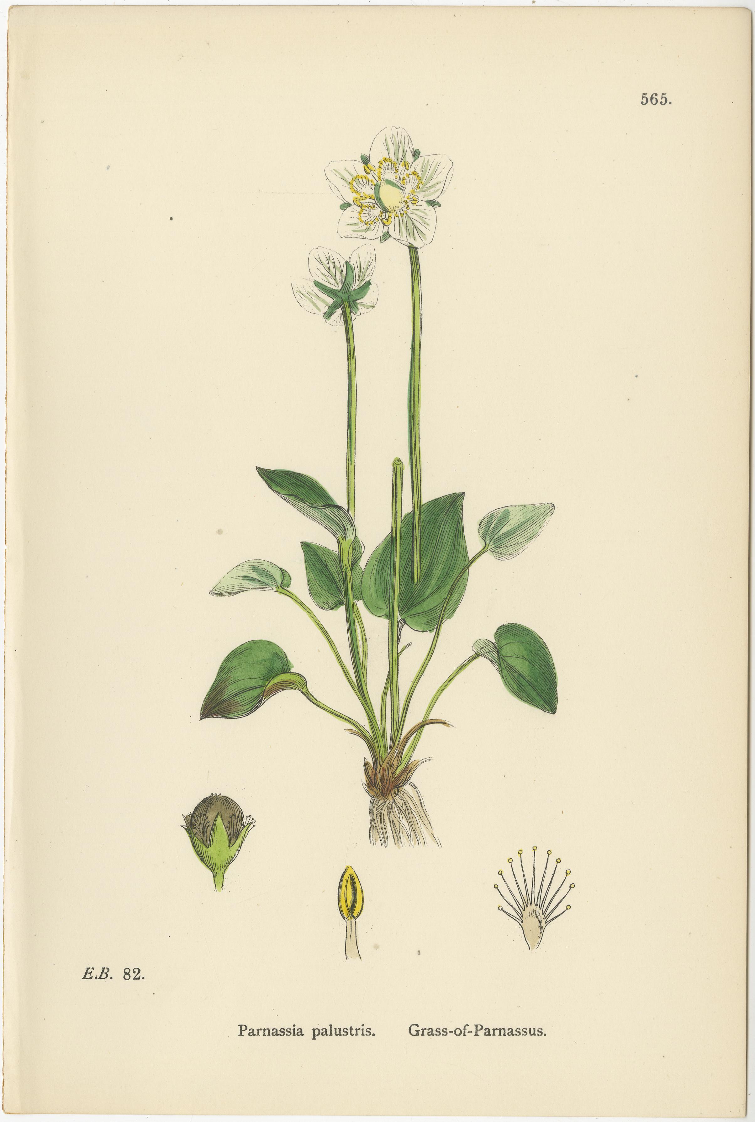 Handkolorierte botanische Stiche von Goldenem Steinbrech und Paranussgras, 1902 im Zustand „Gut“ im Angebot in Langweer, NL