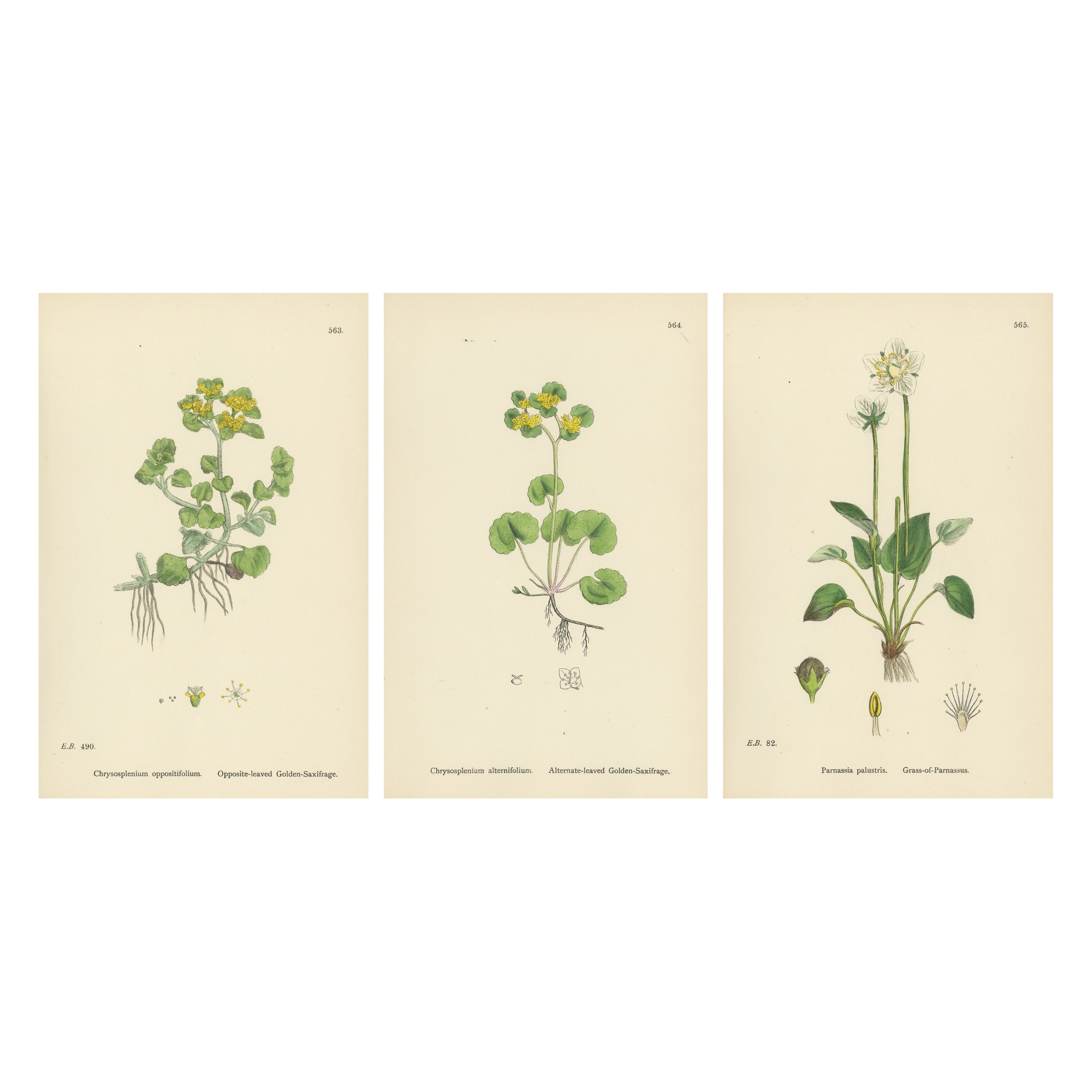 Handkolorierte botanische Stiche von Goldenem Steinbrech und Paranussgras, 1902