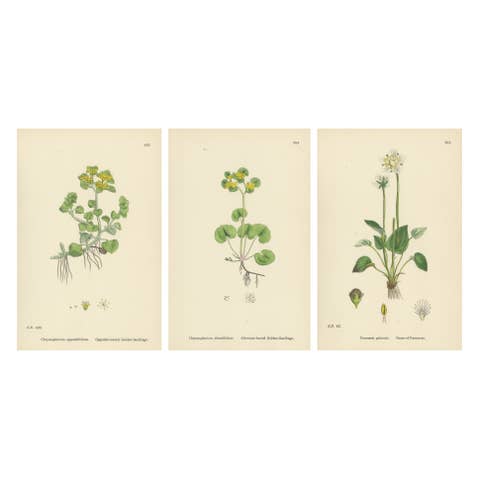Hand-Colored Botanical Engravings of Golden Saxifrage & Grass-of-Parnassus, 1902
