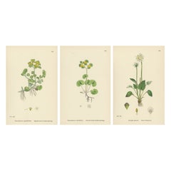 Gravures botaniques colorées à la main de saxifrage doré et d'herbe de Parnassus, 1902