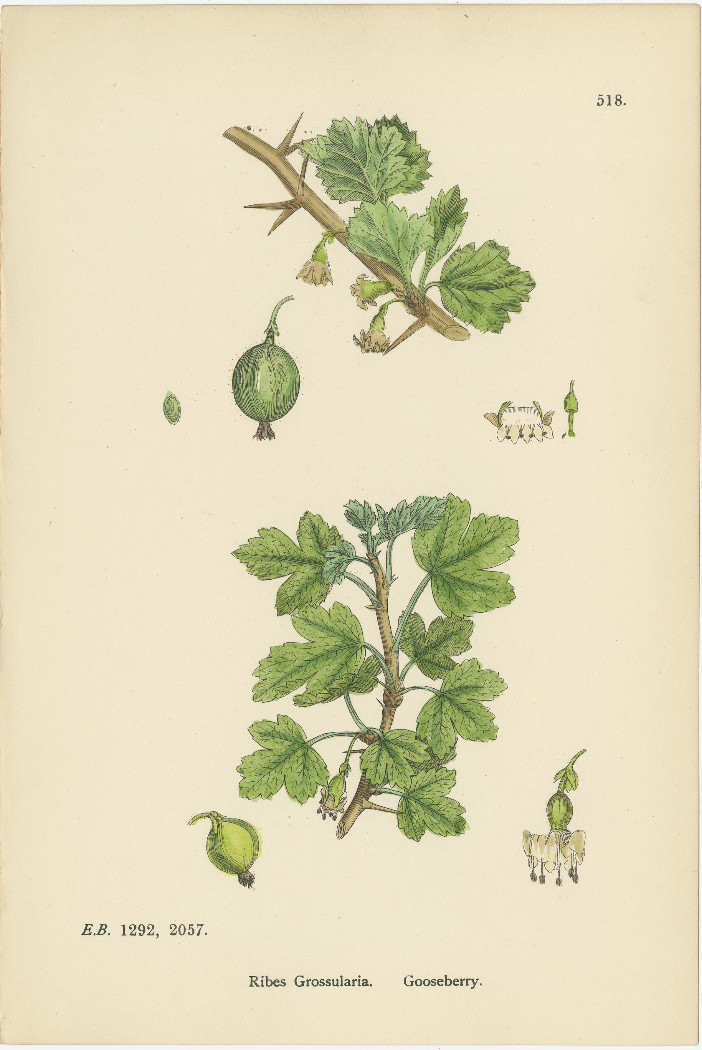 Hand-Colored Botanical Engravings of Gooseberry and Currant Varieties, 1902