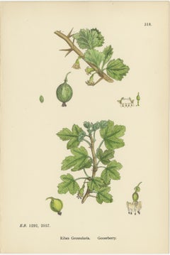 Hand-Colored Botanical Engravings of Gooseberry and Currant Varieties, 1902