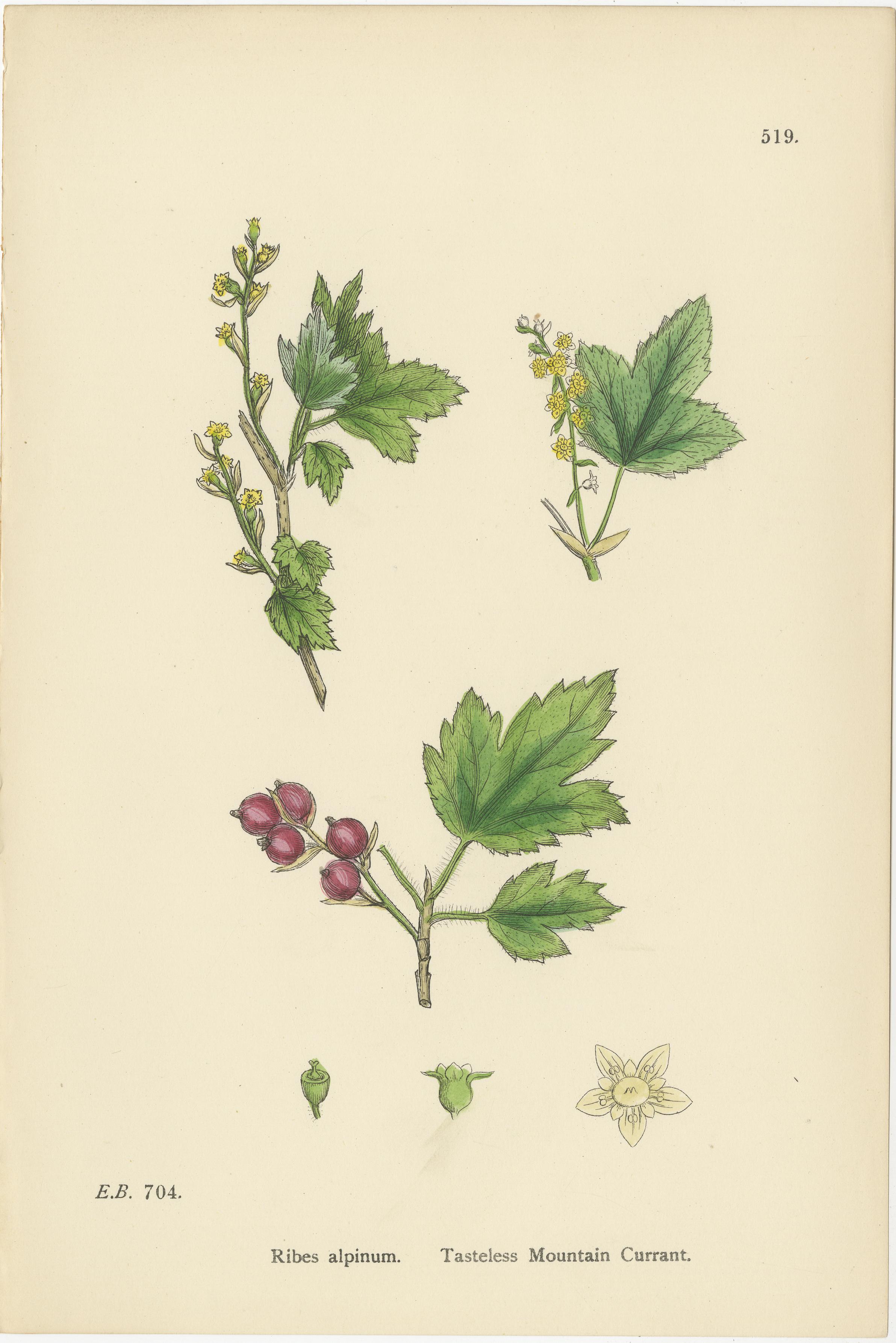 Hand-Colored Botanical Engravings of Gooseberry and Currant Varieties, 1902