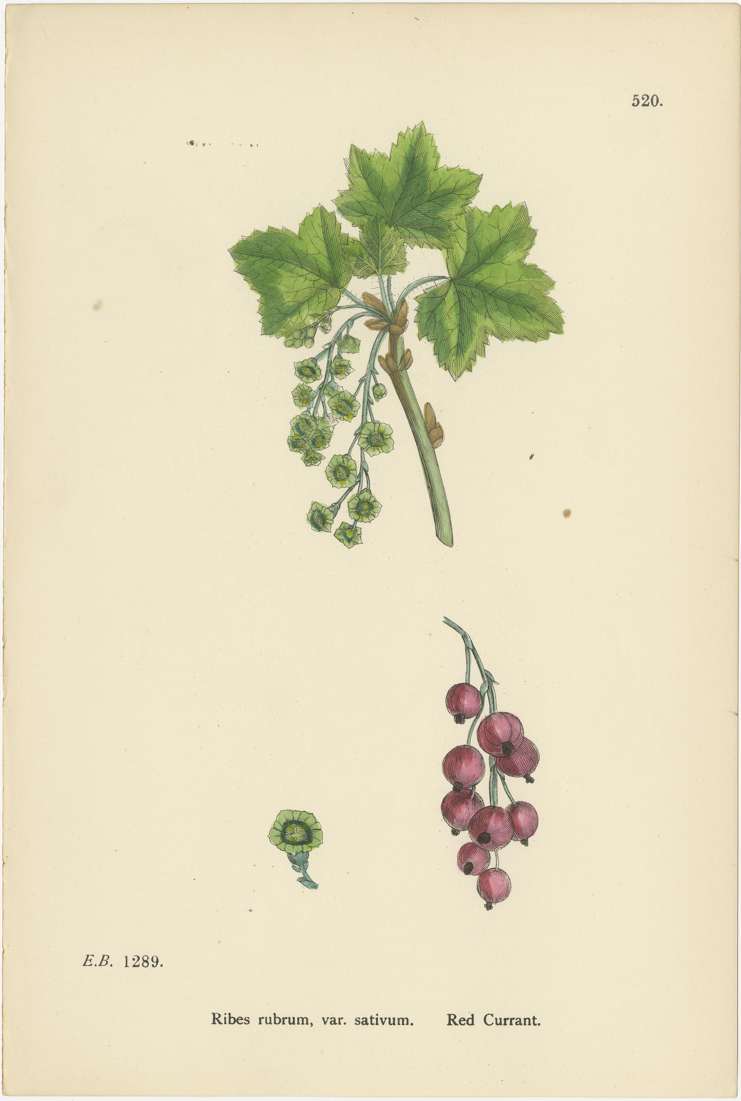 Hand-Colored Botanical Engravings of Gooseberry and Currant Varieties, 1902