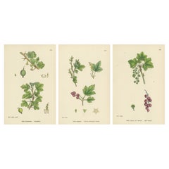 Hand-Colored Botanical Engravings of Gooseberry and Currant Varieties, 1902