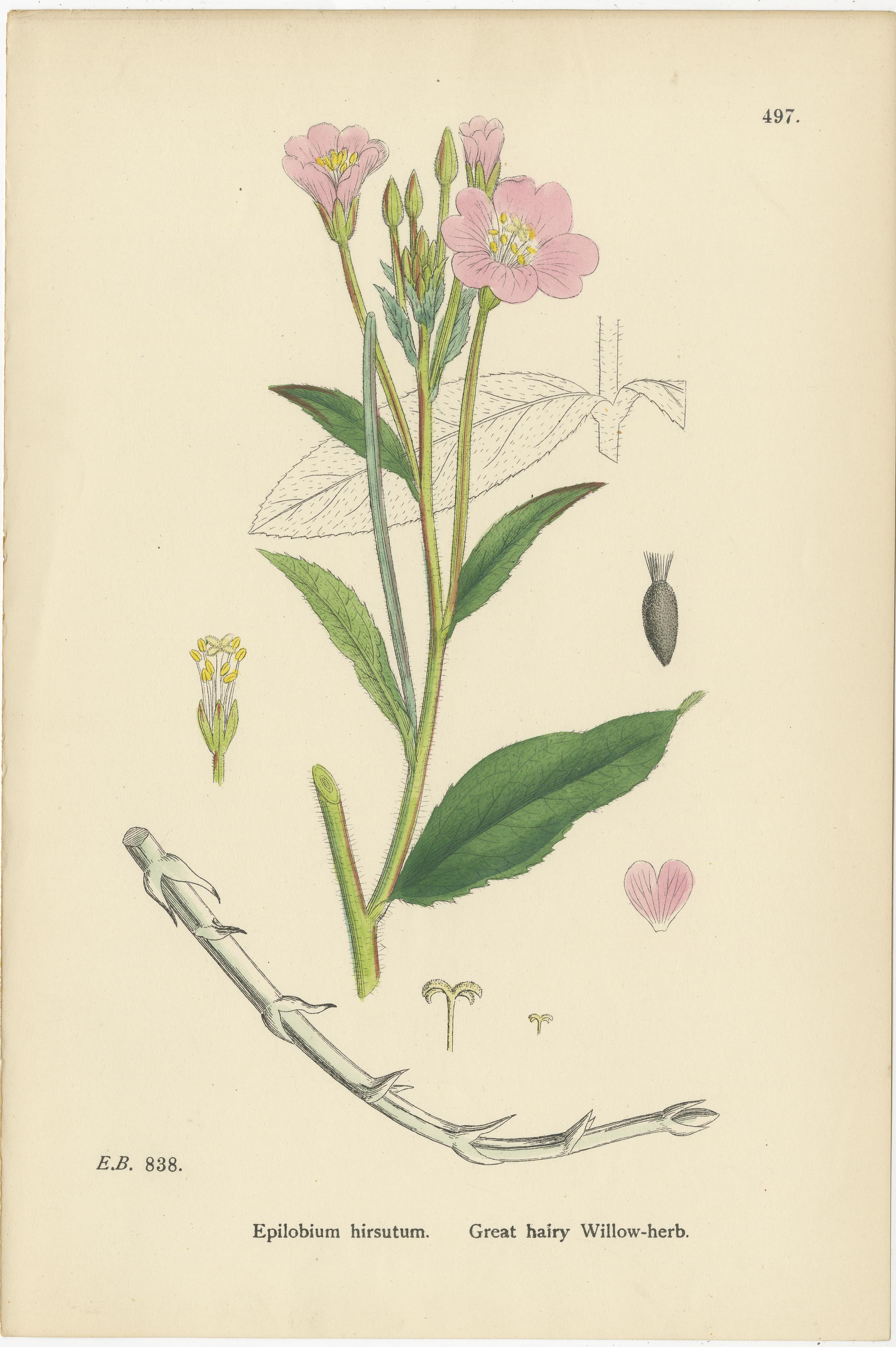 Titel: Handkolorierte botanische Kupferstiche von behaarten und breitblättrigen Weidenkräutern, 1902

Beschreibung:
Dieses schöne Trio antiker handkolorierter Stiche aus dem Jahr 1902 zeigt drei verschiedene Arten aus der Familie der Weidenröschen