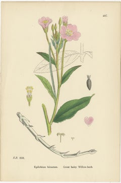 Hand-Colored Botanical Engravings of Hairy and Broad-Leaved Willow-Herbs, 1902