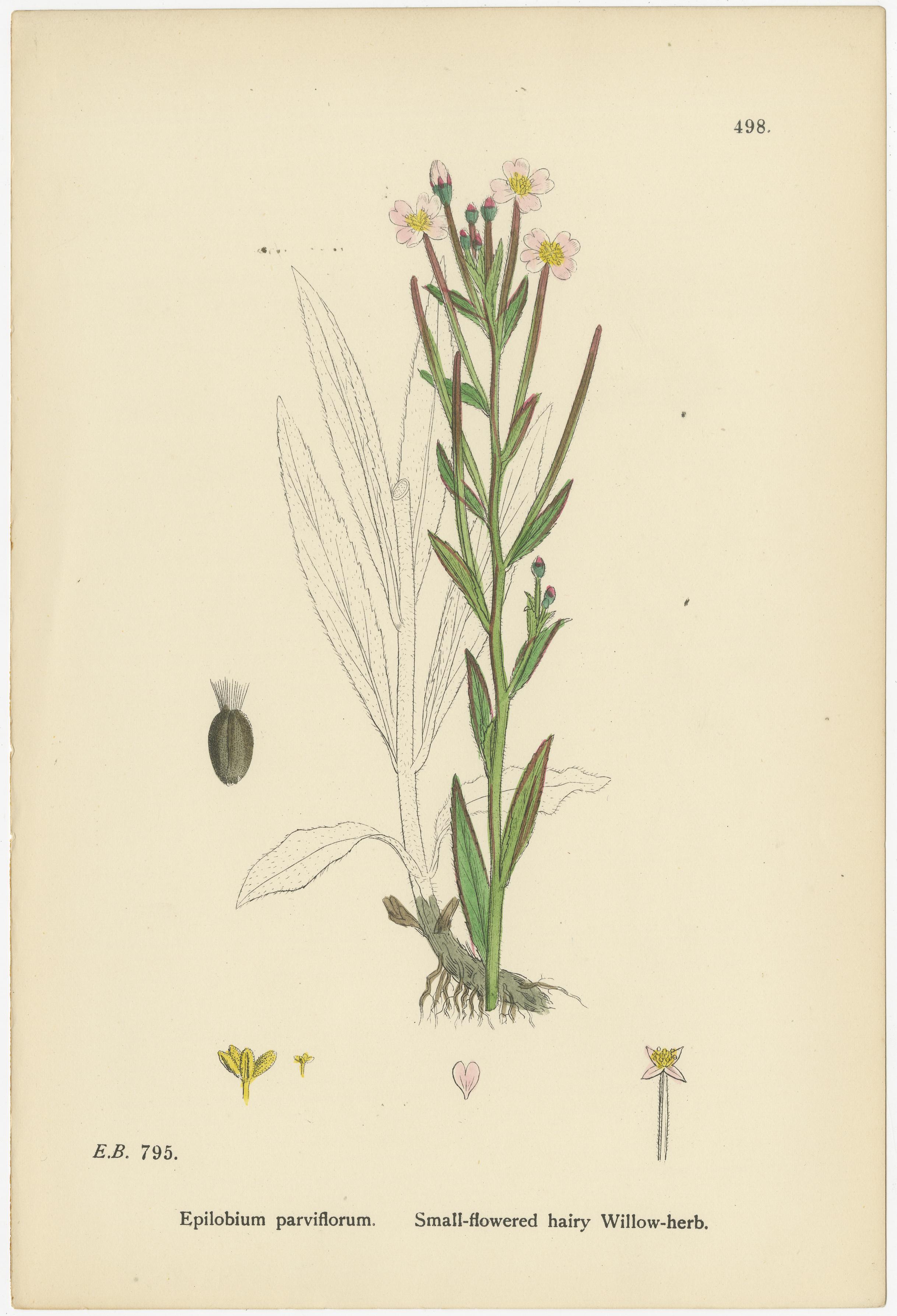 Handkolorierte botanische Stiche von behaarten und breitblättrigen Weidenkräutern, 1902 (Britisch) im Angebot