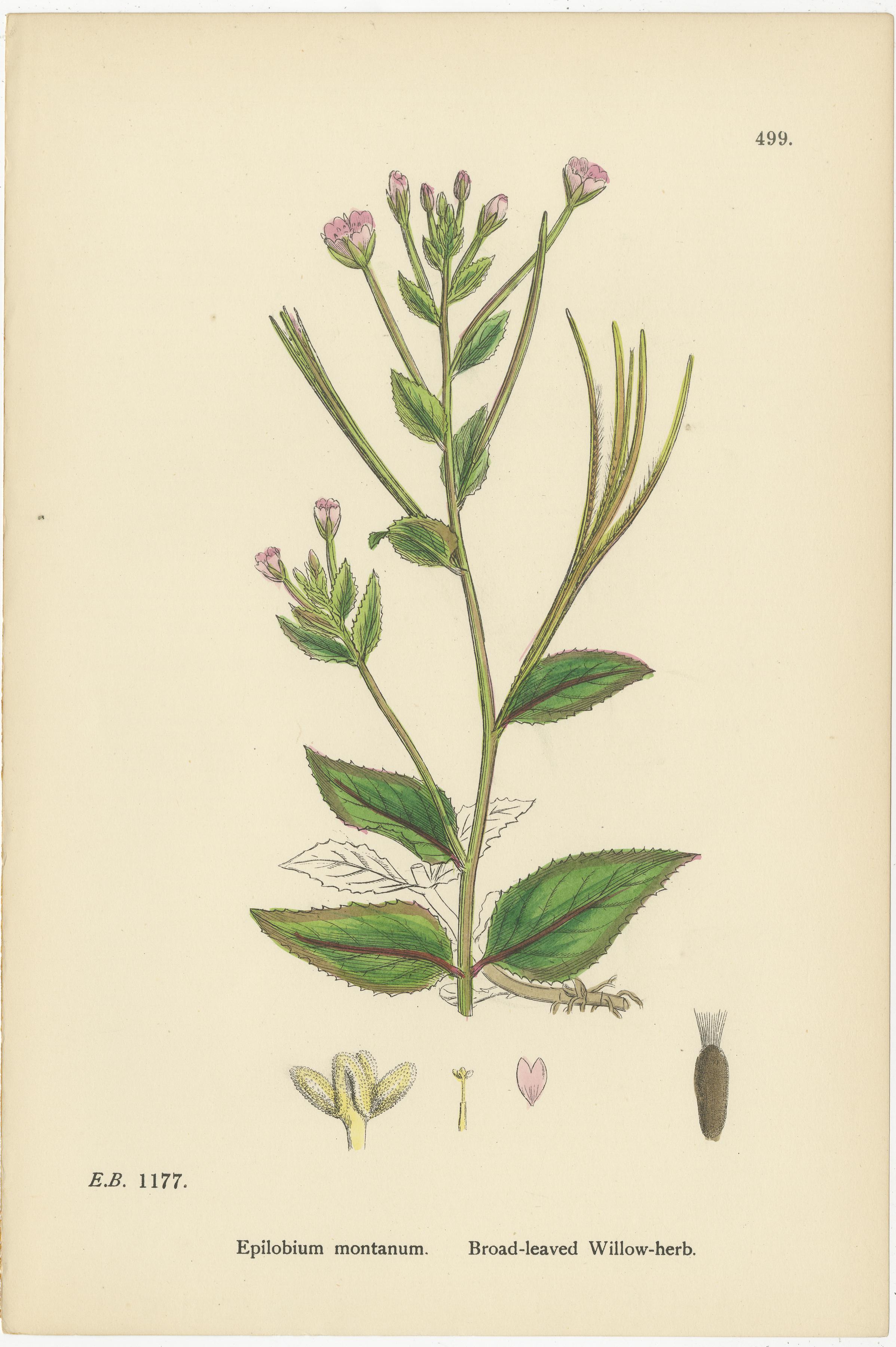 Handkolorierte botanische Stiche von behaarten und breitblättrigen Weidenkräutern, 1902 im Zustand „Gut“ im Angebot in Langweer, NL