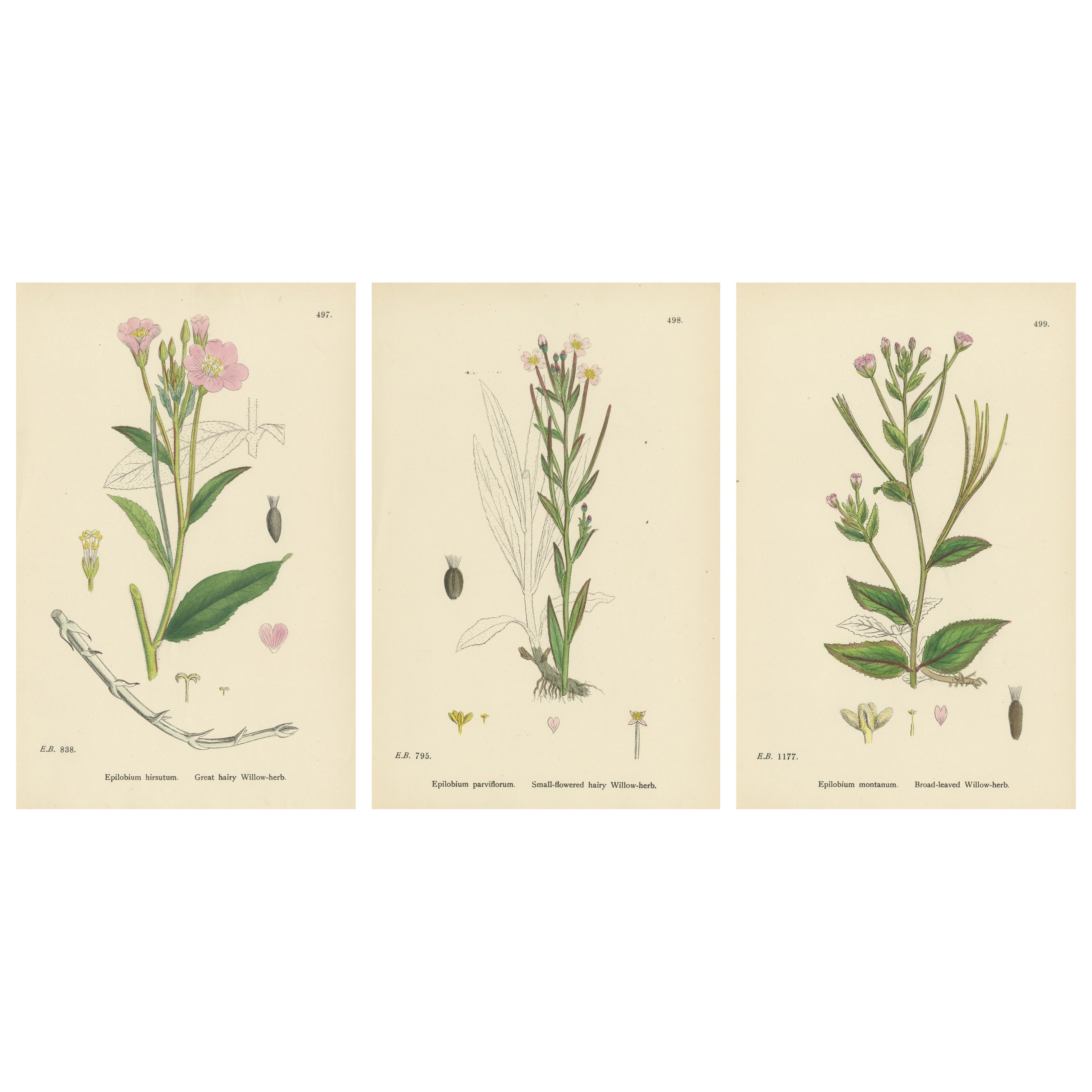 Hand-Colored Botanical Engravings of Hairy and Broad-Leaved Willow-Herbs, 1902