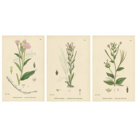 Hand-Colored Botanical Engravings of Hairy and Broad-Leaved Willow-Herbs, 1902