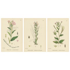 Hand-Colored Botanical Engravings of Hairy and Broad-Leaved Willow-Herbs, 1902