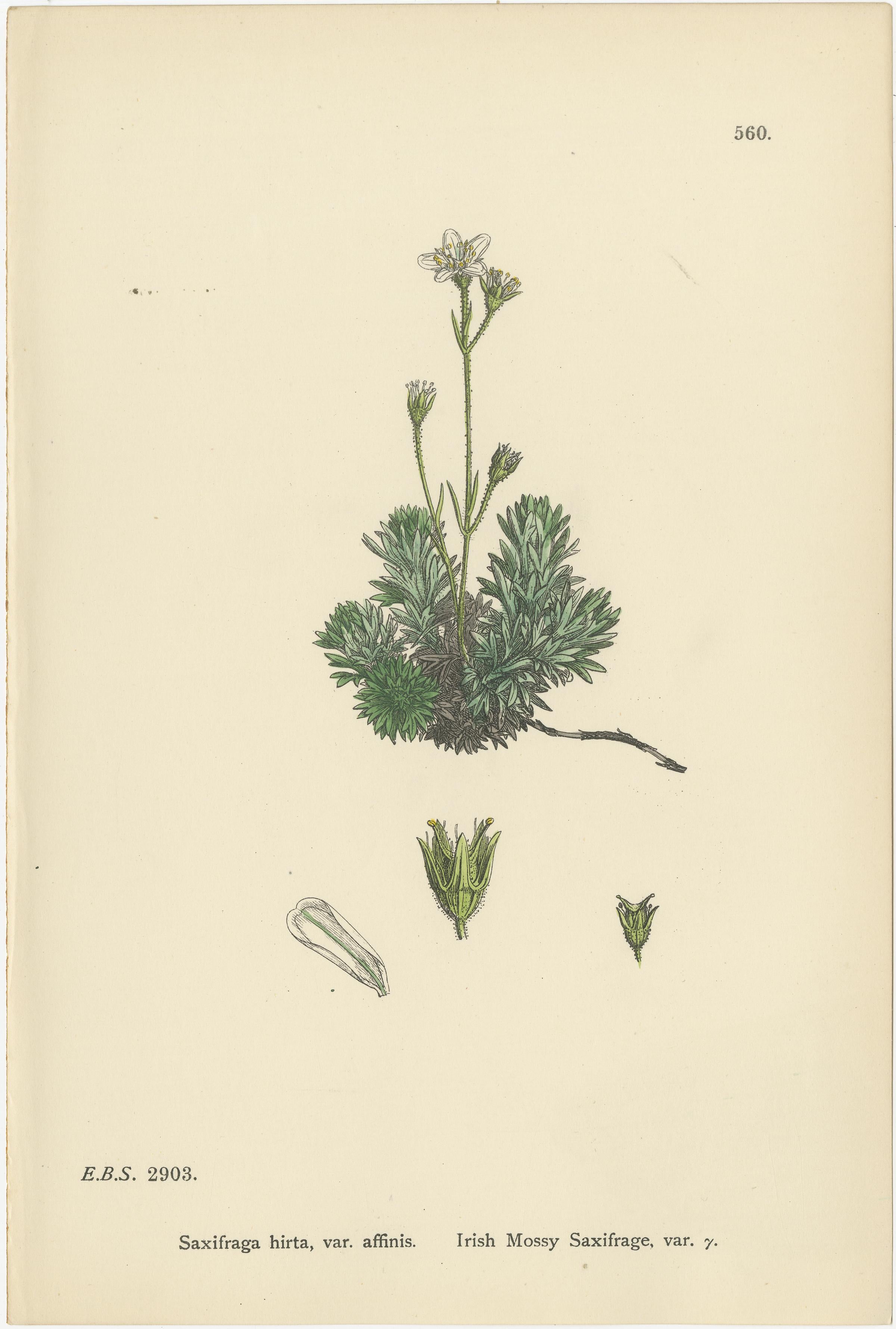 Titel: Handkolorierte botanische Stiche von irischen und moosbewachsenen Saxifrages, 1902

Beschreibung:
Dieser zarte Satz von drei handkolorierten botanischen Stichen aus dem Jahr 1902 stellt Saxifraga hirta var. affinis (Irischer Moos-Steinbrech),