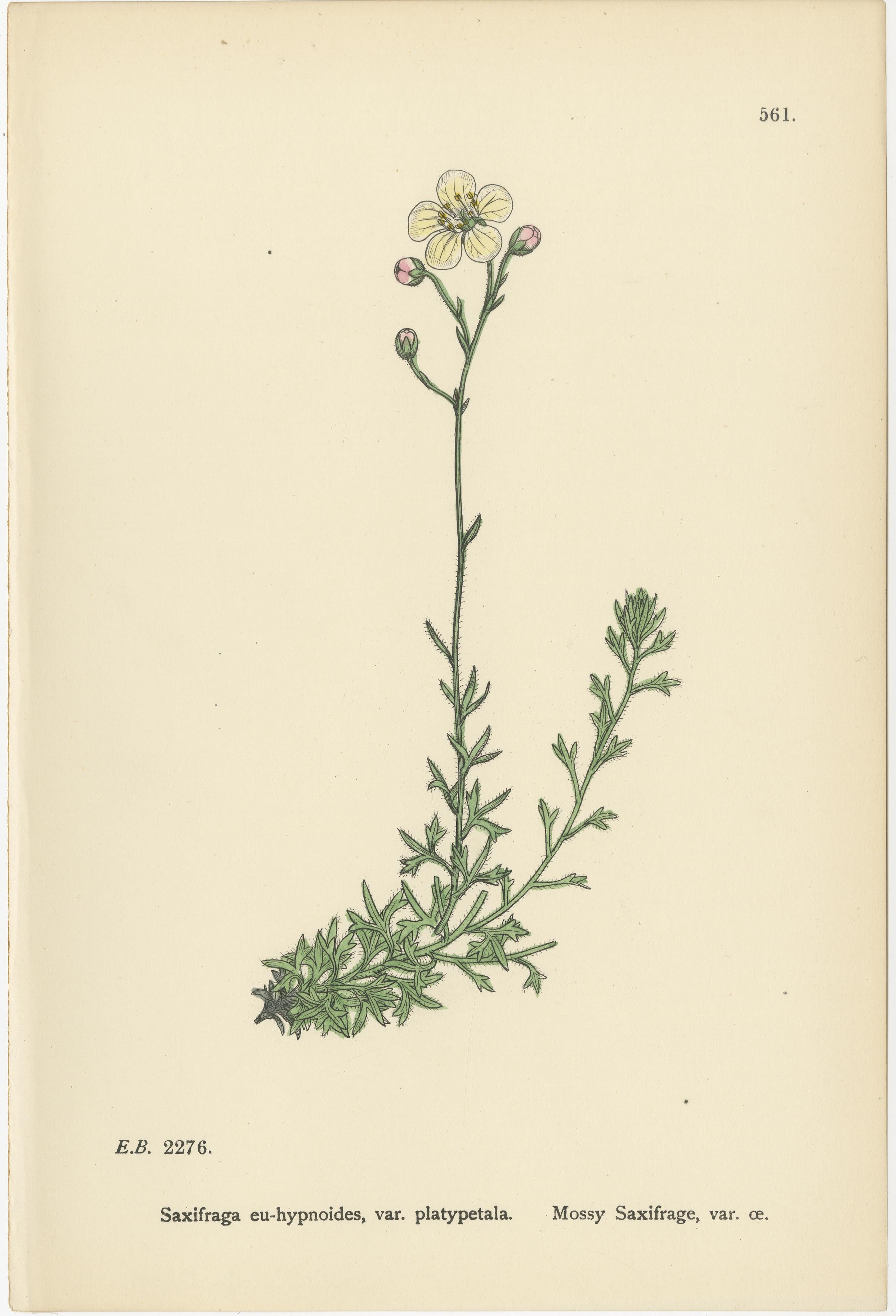 Handkolorierte botanische Stiche von irischen und moosbewachsenen Saxifrages, 1902 (Britisch) im Angebot