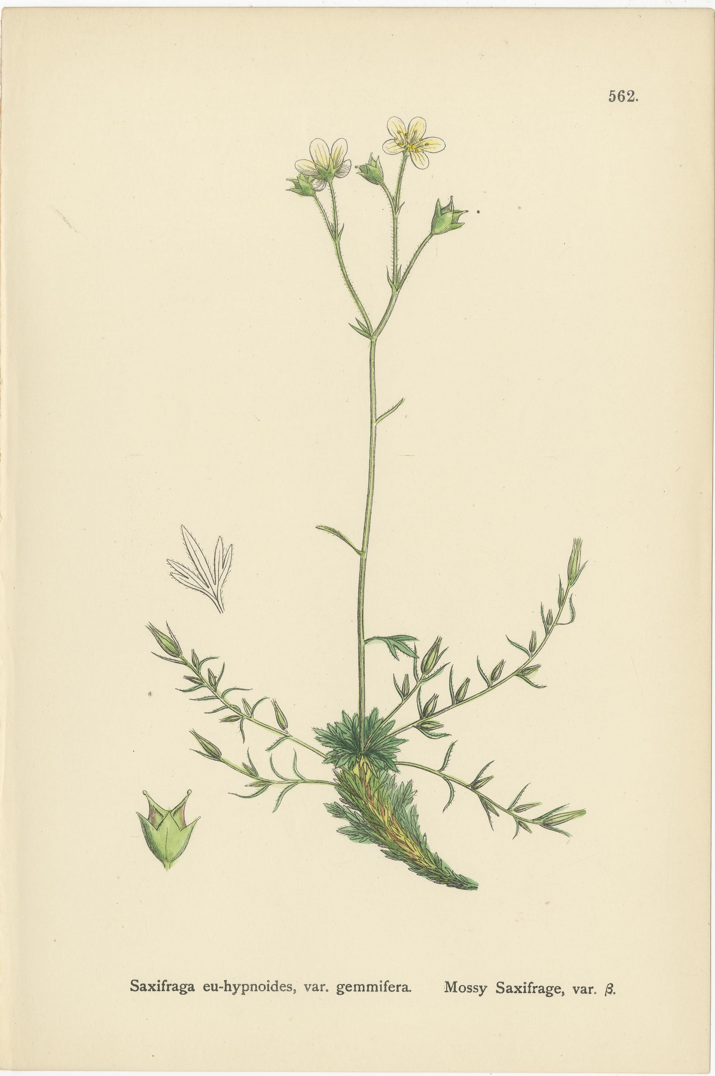 Handkolorierte botanische Stiche von irischen und moosbewachsenen Saxifrages, 1902 im Zustand „Gut“ im Angebot in Langweer, NL