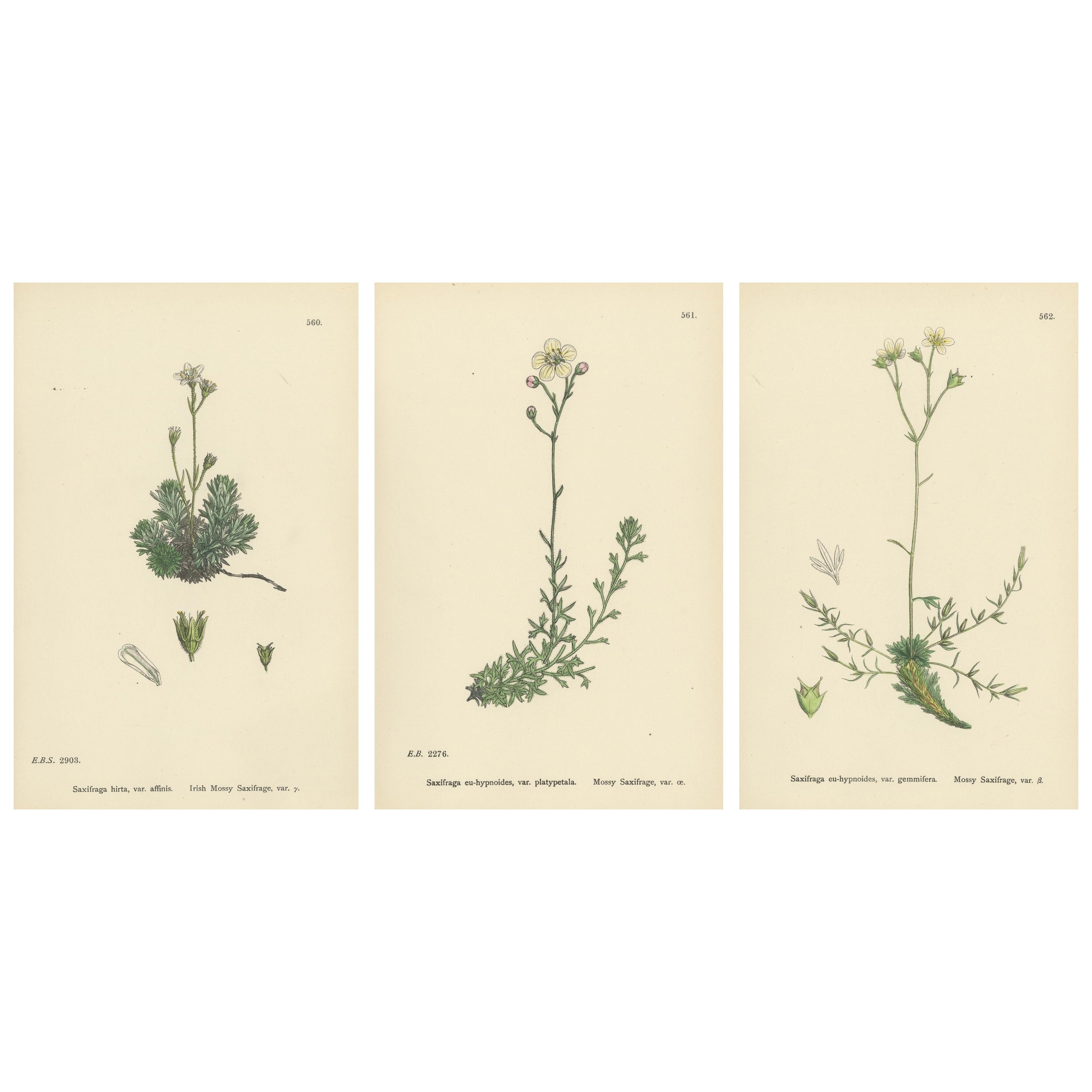 Handkolorierte botanische Stiche von irischen und moosbewachsenen Saxifrages, 1902